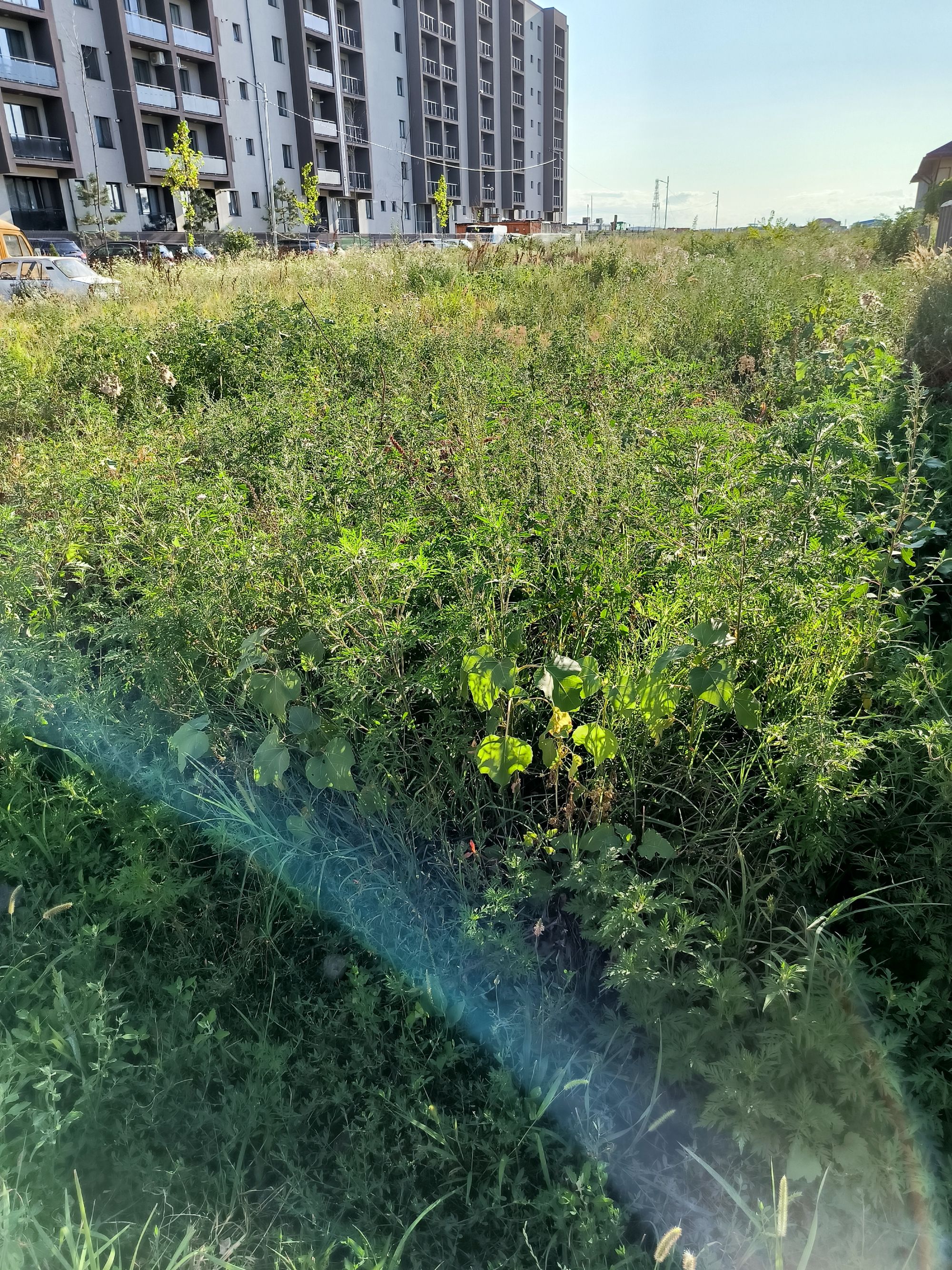 Ambrozie in Strada Sergent Ilie Petre 58, Chiajna, Comuna Chiajna, Județul Ilfov - IMG_20230727_183814.jpg
