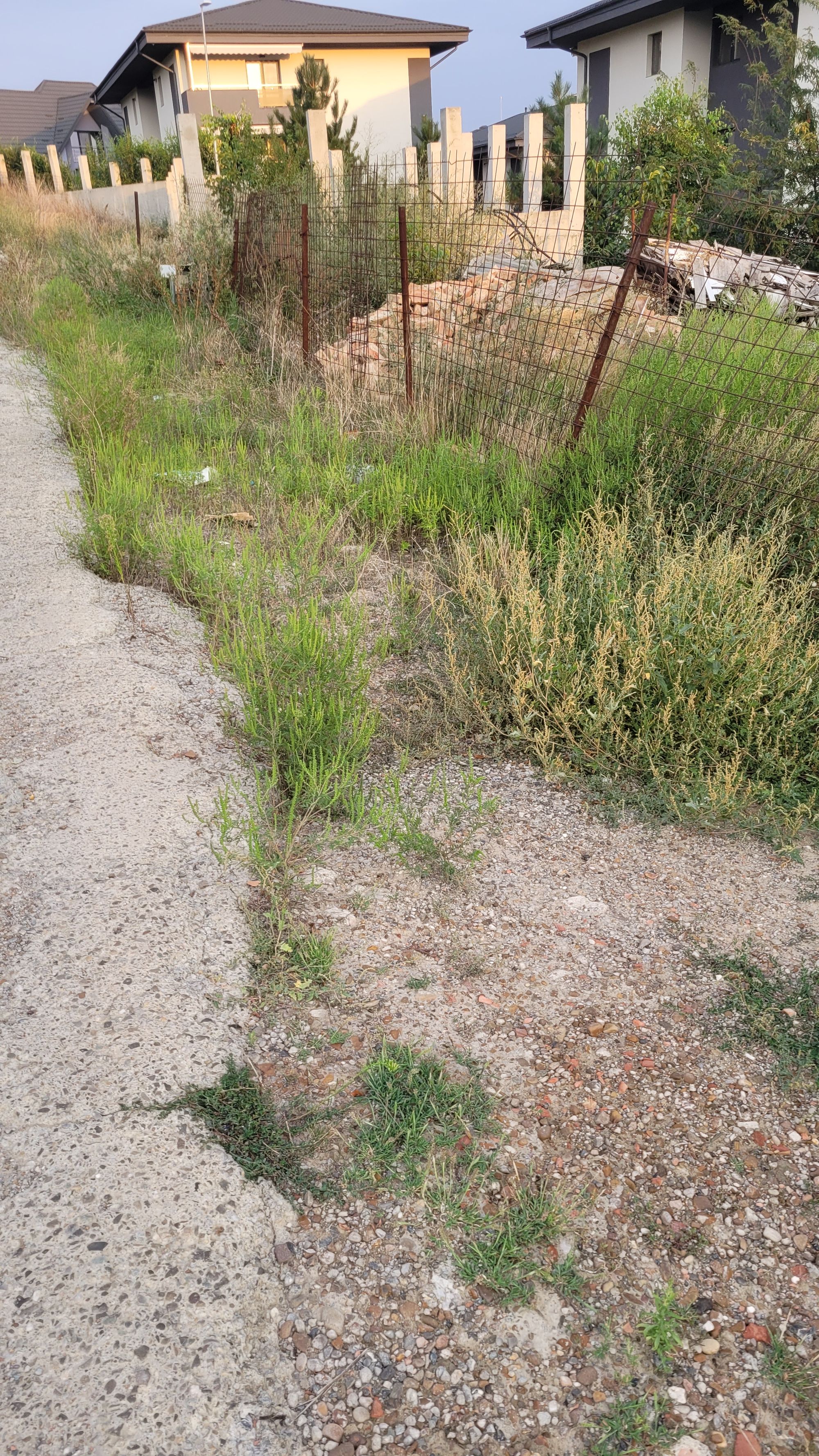 Ambrozie in Strada Nicolae Oblu 10a, Iași, Municipiu Iaşi, Județul Iași - 20240830_192646.jpg