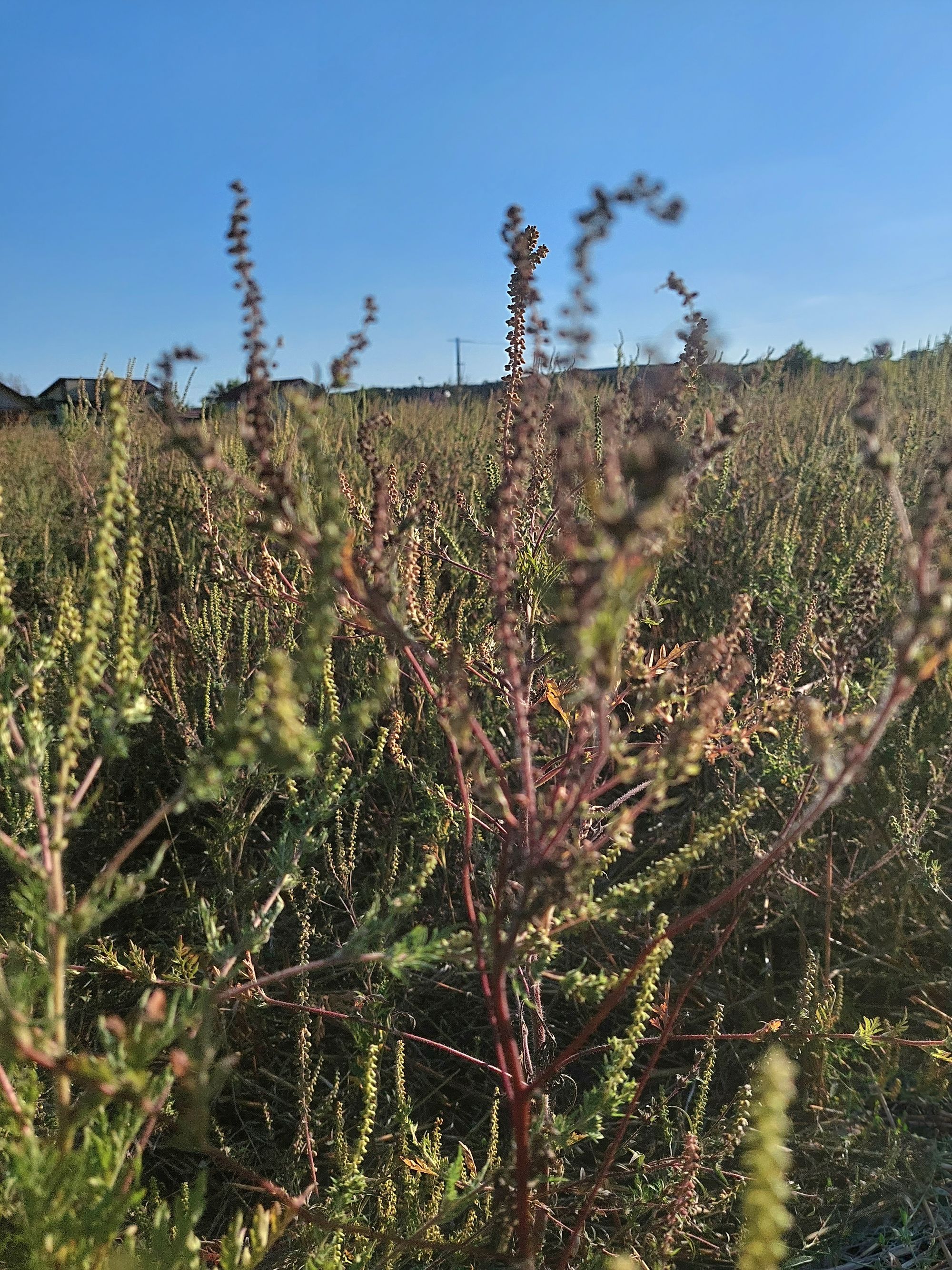 Ambrozie in Ghermănești, Comuna Snagov, Județul Ilfov