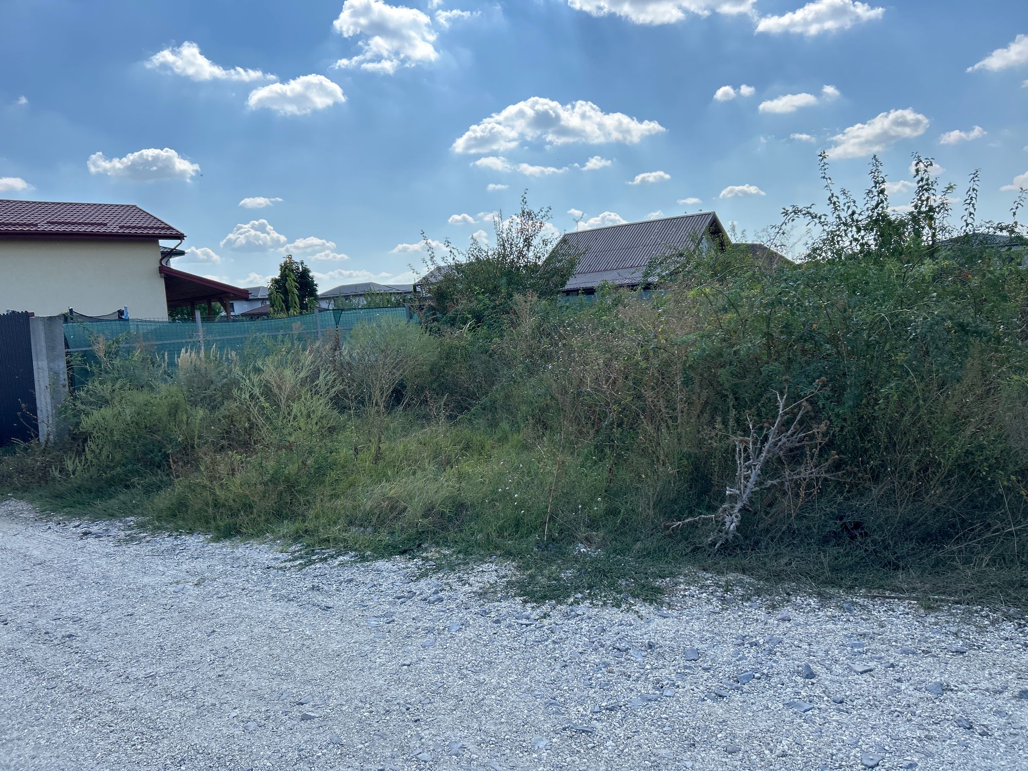 Ambrozie in Strada Rampei 18, Măgurele, Oraș Măgurele, Județul Ilfov - image.jpg