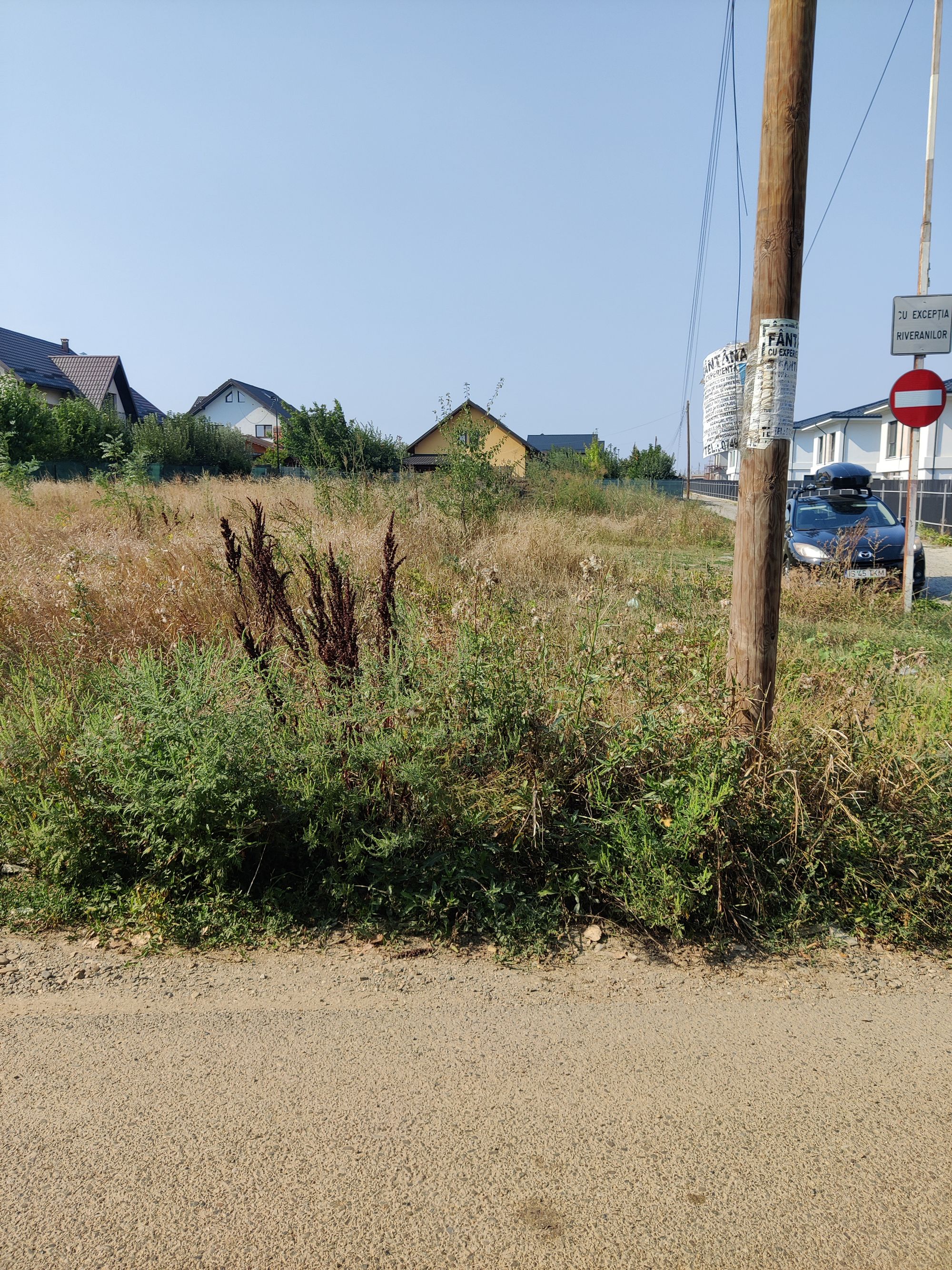 Ambrozie in Strada Buzamet 1, Valea Ursului, Comuna Miroslava, Județul Iași