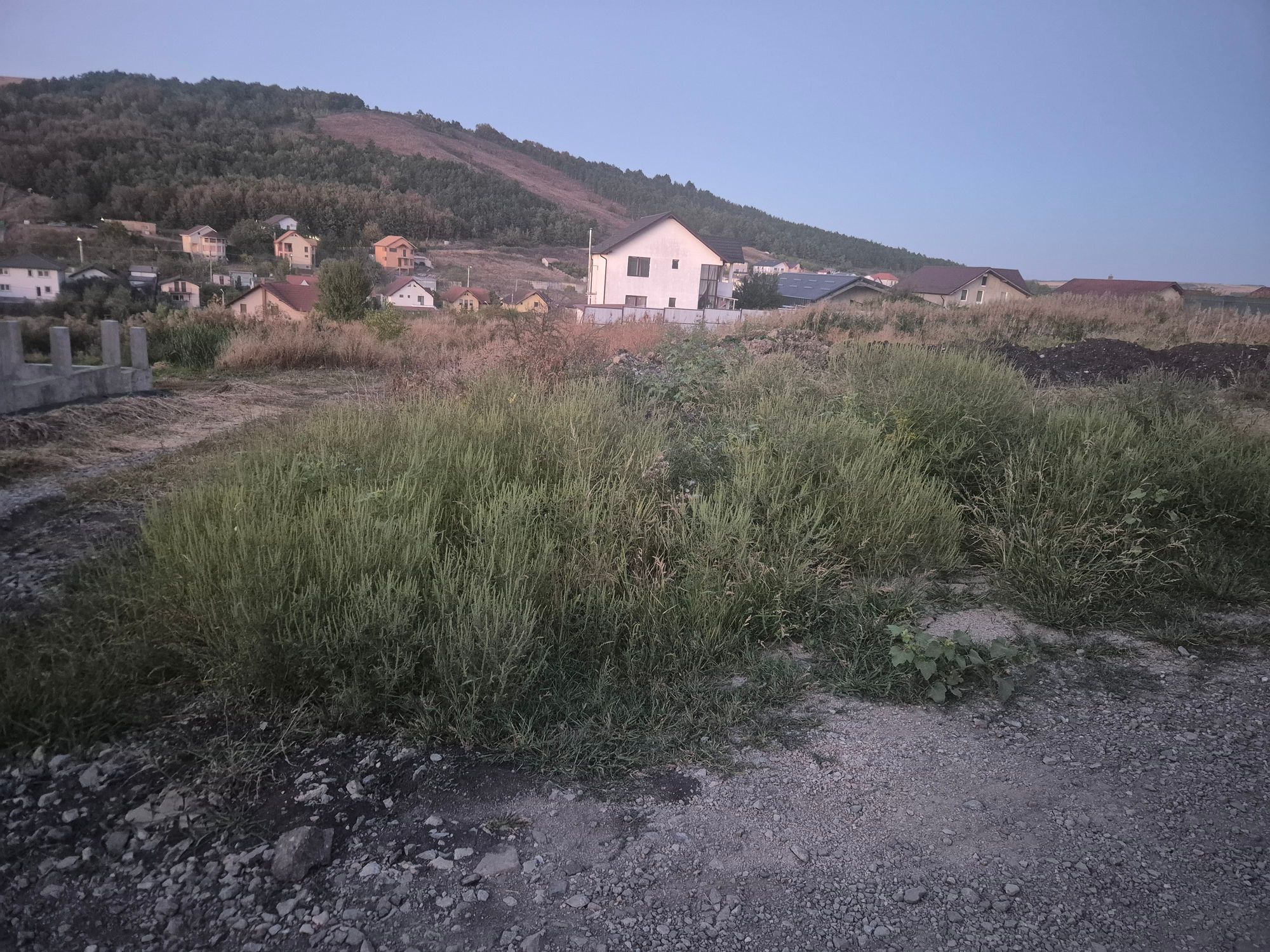 Ambrozie in Strada Ghiocelului 38, Câmpenești, Comuna Apahida, Județul Cluj - 1000052623.jpg