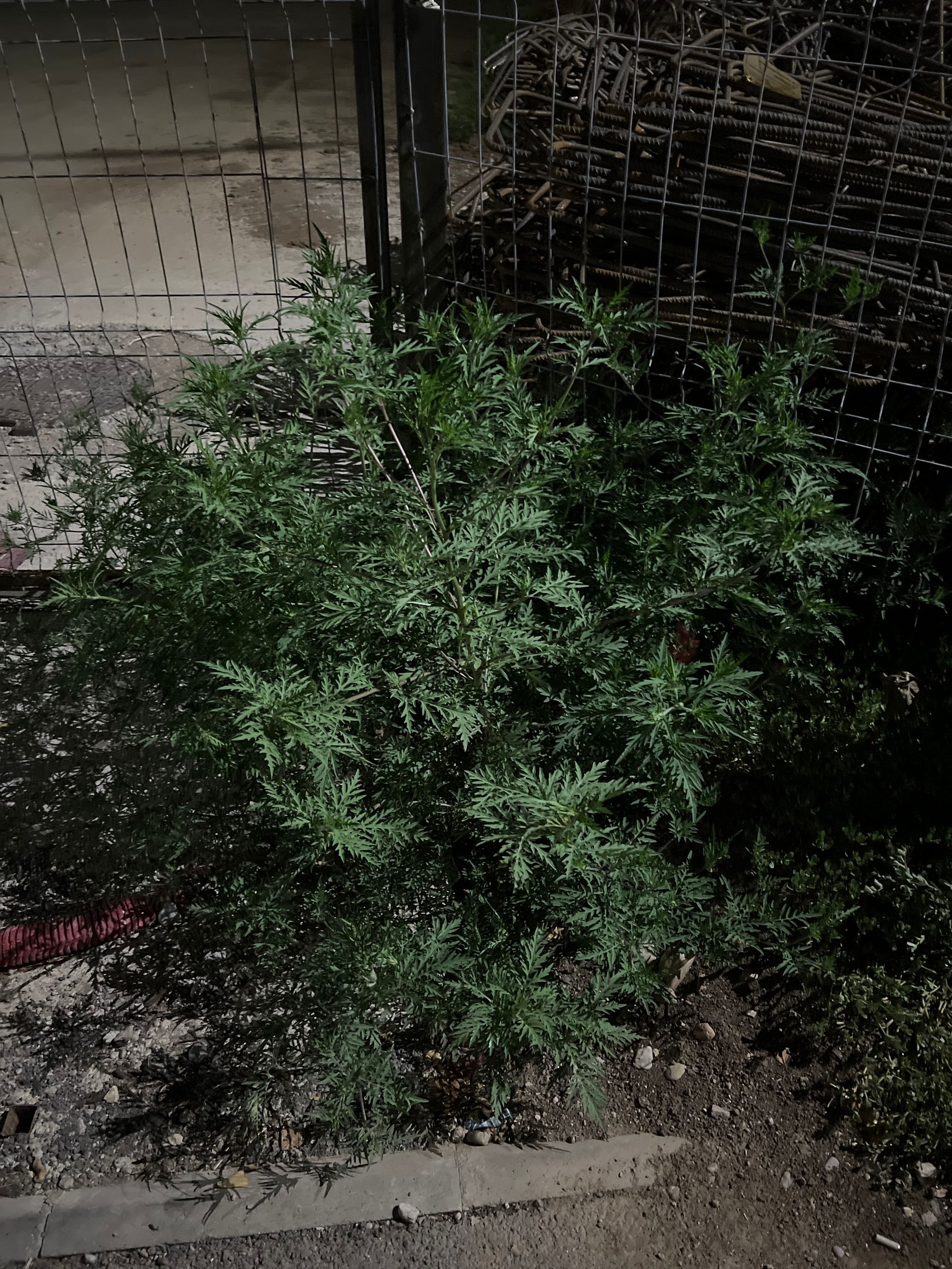 Ambrozie in Strada Weiner Palada 17, Roșu, Comuna Chiajna, Județul Ilfov - image.jpg