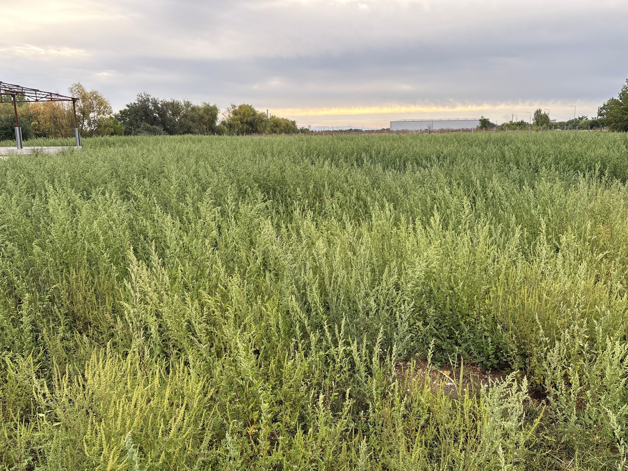 Ambrozie in DJ709C, Municipiu Arad, Județul Arad - image.jpg
