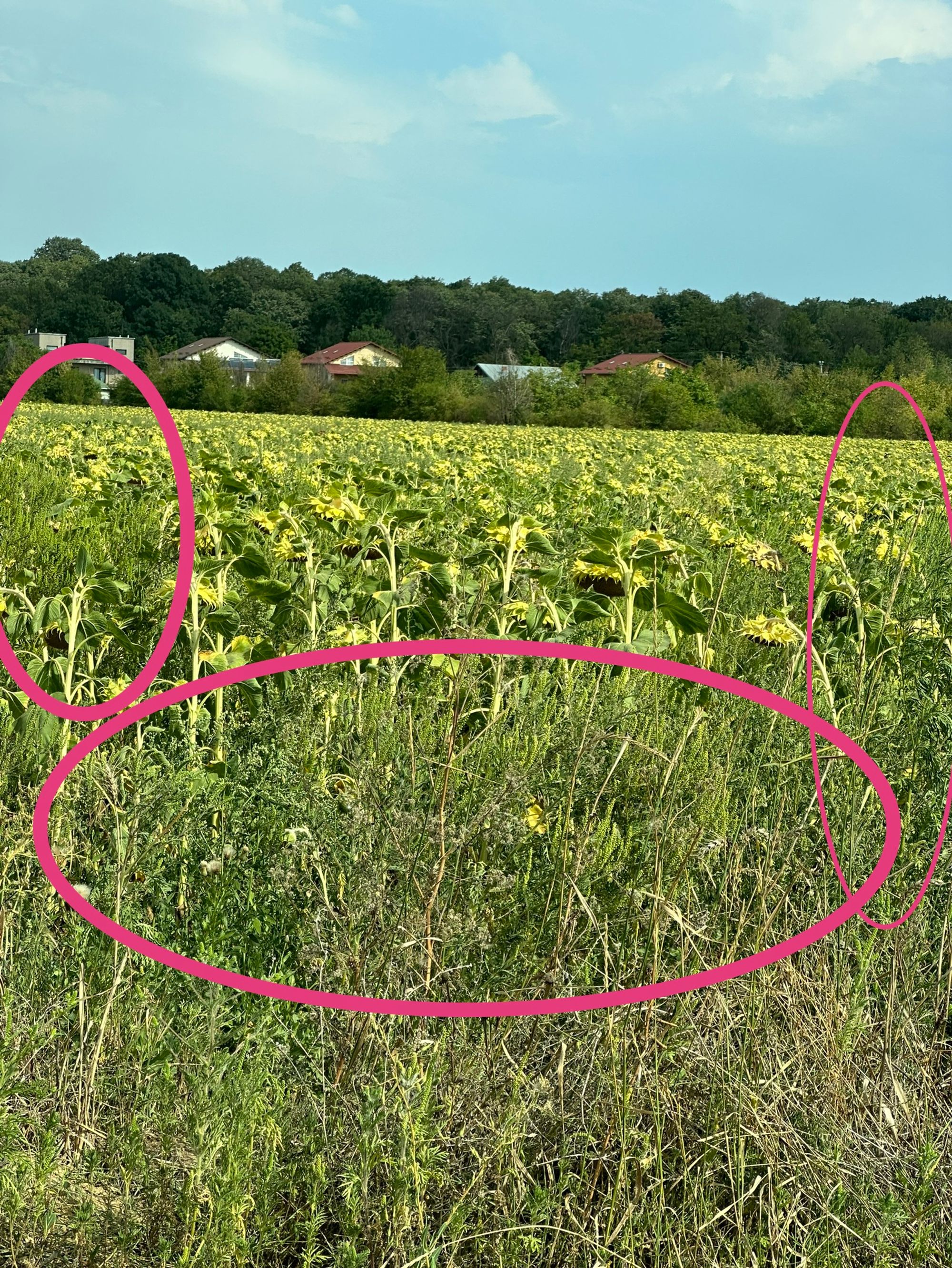 Ambrozie in Strada Vănâtorilor 20, București, Comuna Mogoșoaia, Județul Ilfov - IMG_1749.jpg