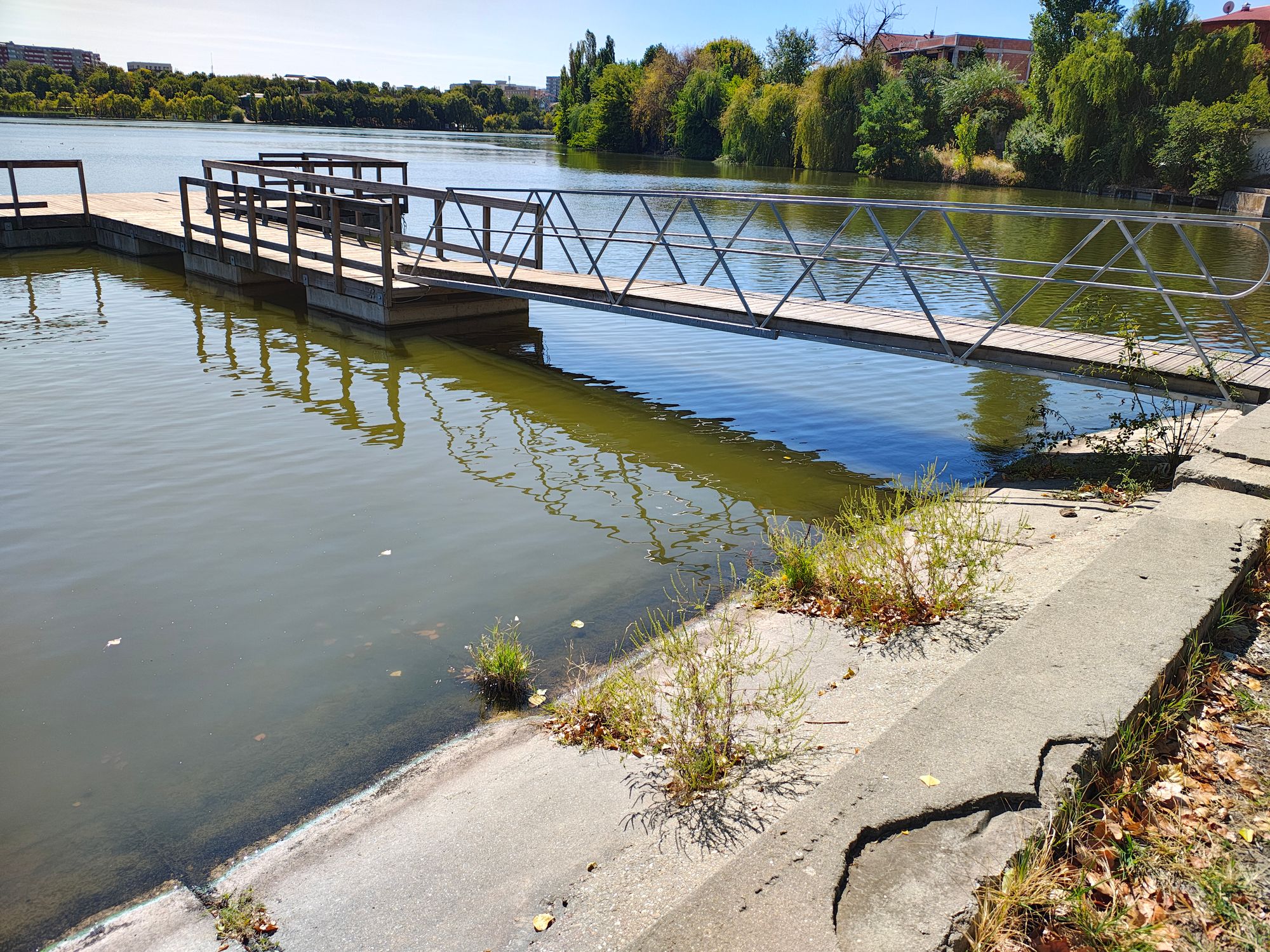 Ambrozie in Bulevardul Lacul Tei 145, București, Municipiul București