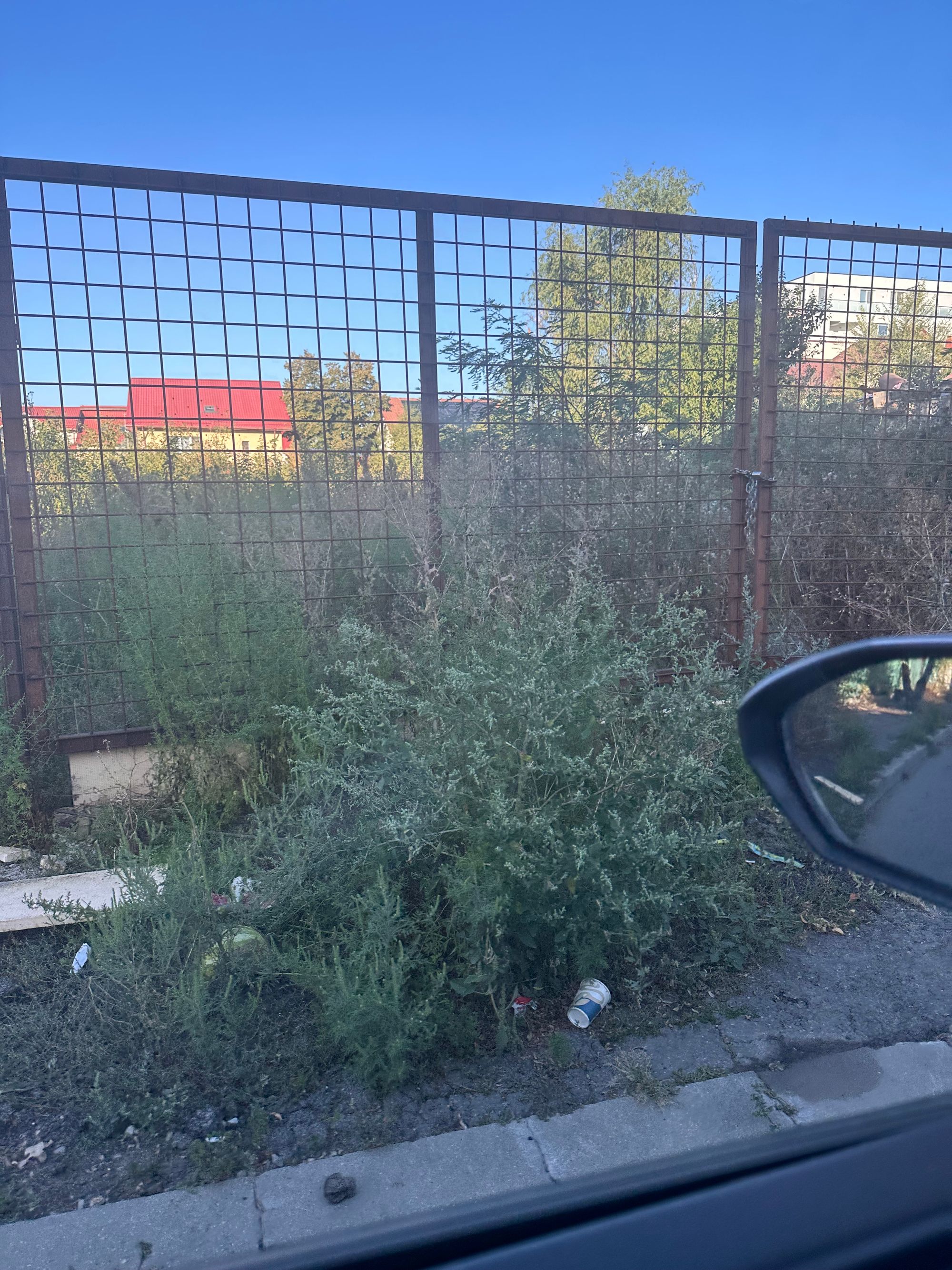 Ambrozie in Strada Poiana Verde 18, București, Municipiul București