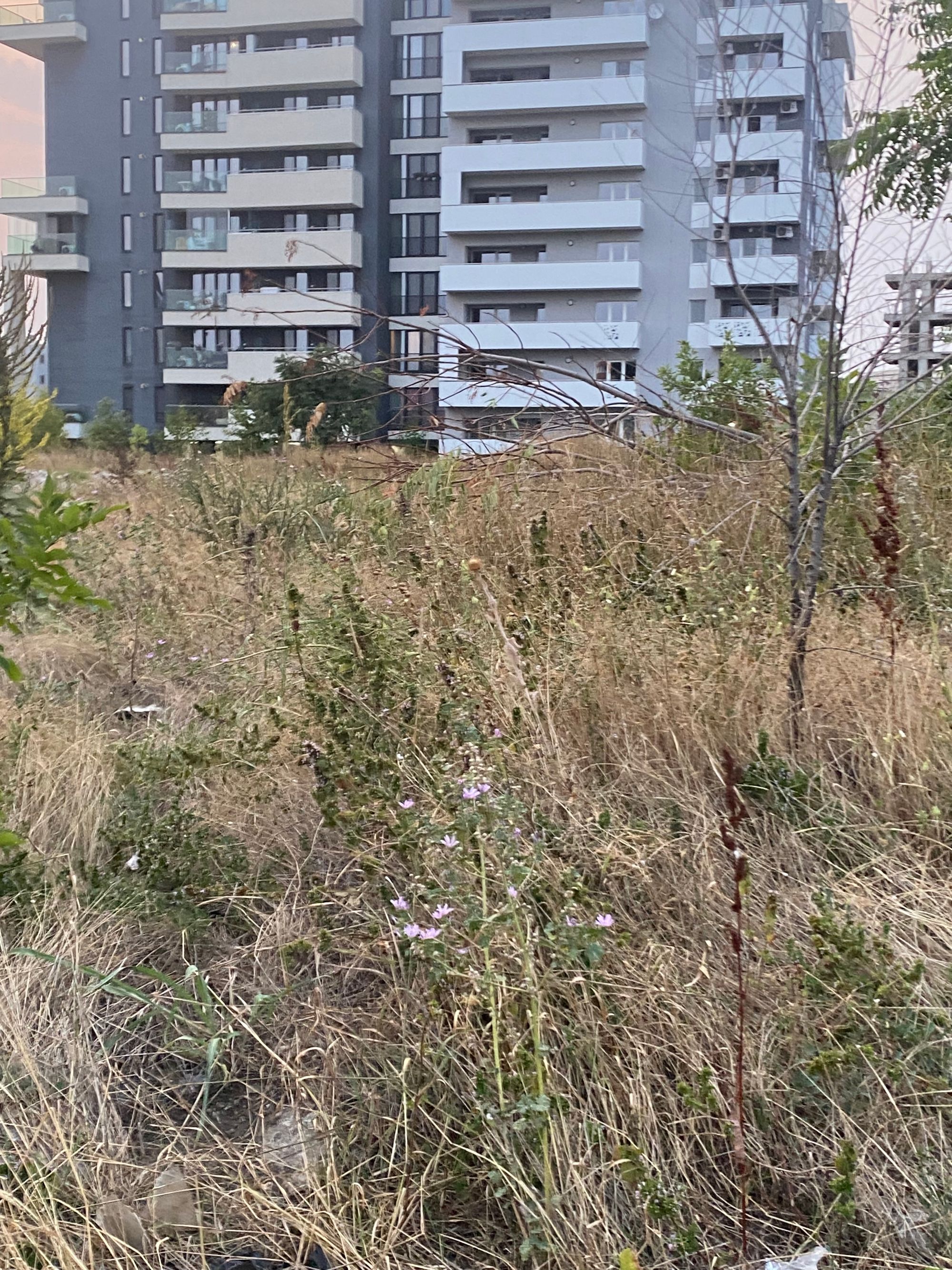 Ambrozie in Bulevardul Tudor Vladimirescu 29, București, Municipiul București - 217C2313-4BAE-4A03-865D-3126F0C21574.jpeg