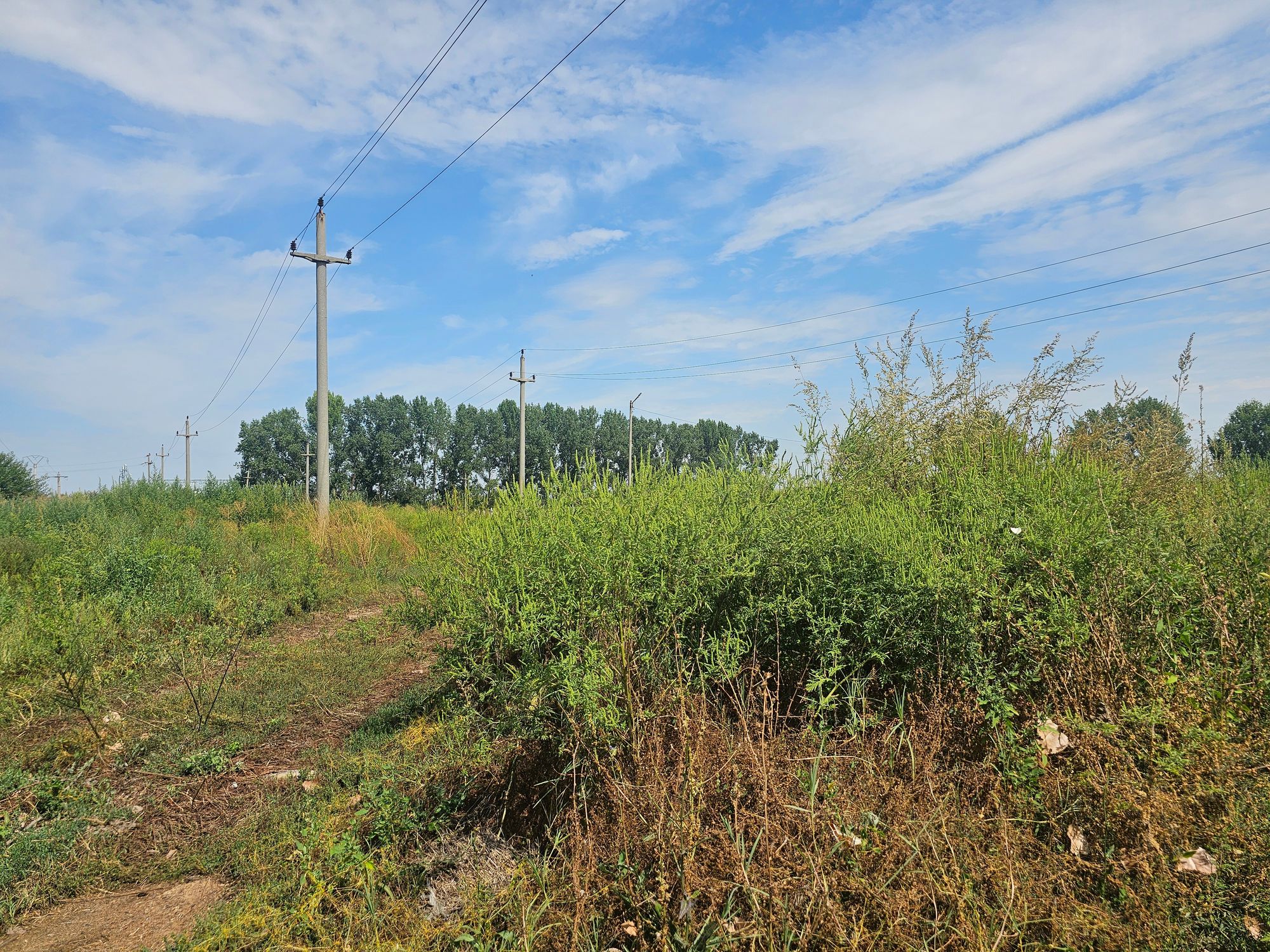 Ambrozie in Intrarea Călărași 1, Oltenița, Municipiu Oltenița, Județul Călărași
