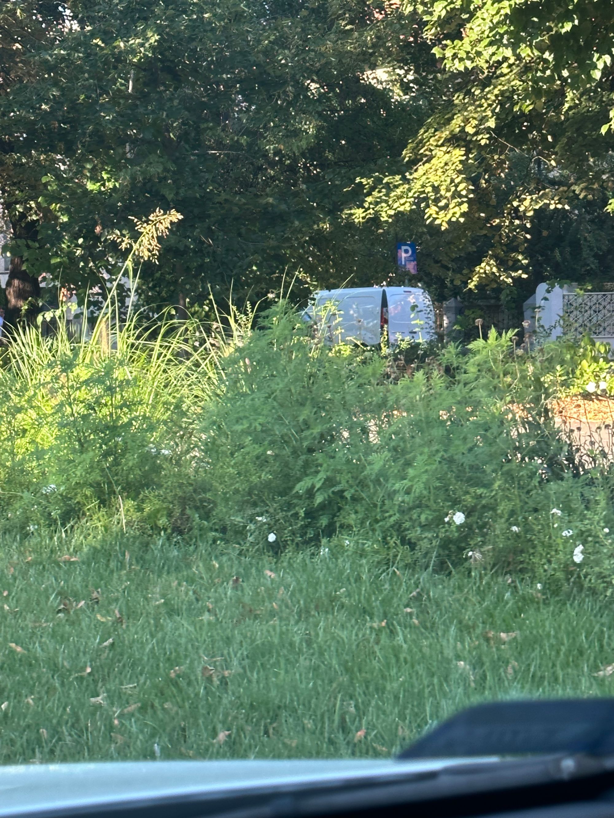 Ambrozie in Bulevardul Aviatorilor 22, București, Municipiul București - IMG_0831.jpeg