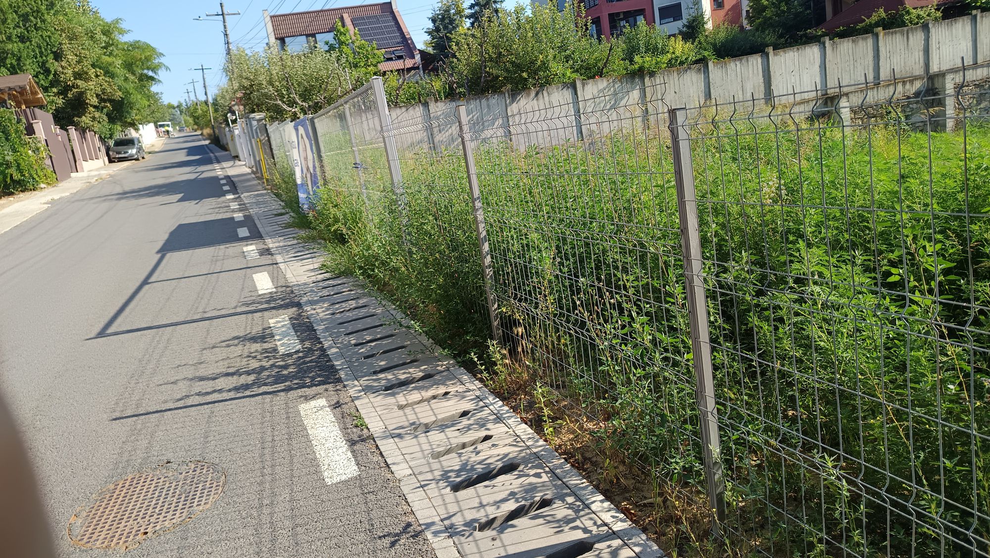 Ambrozie marcată de Silviu Ciucla în Strada Privighetorii 3, Valea Lupului, Comuna Valea Lupului, Județul Iași