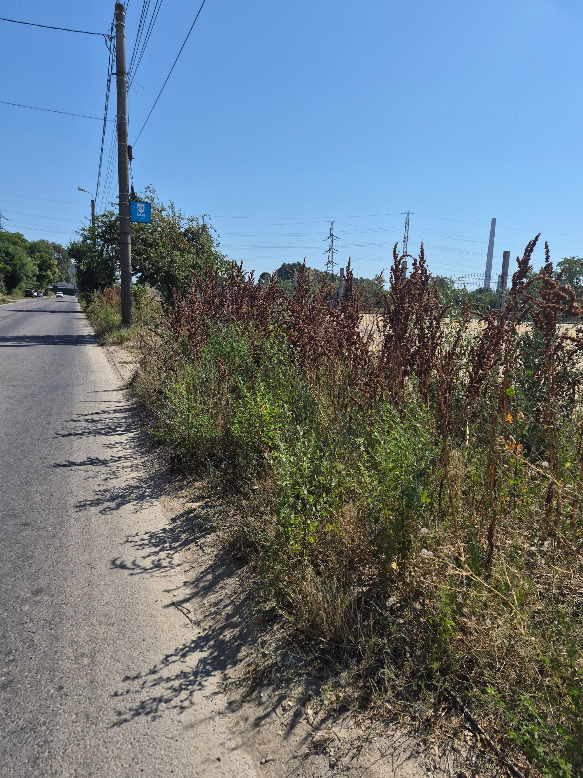 Ambrozie in Constanța, Municipiu Constanța, Județul Constanța - 37394.jpg