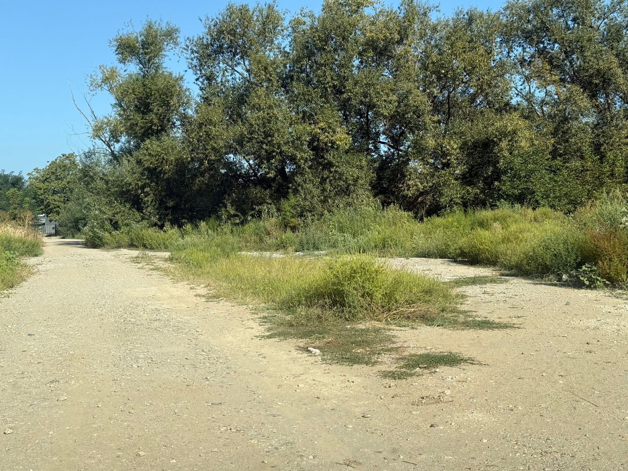 Ambrozie in Strada După Grădini 20, Alba Iulia, Municipiu Alba Iulia, Județul Alba