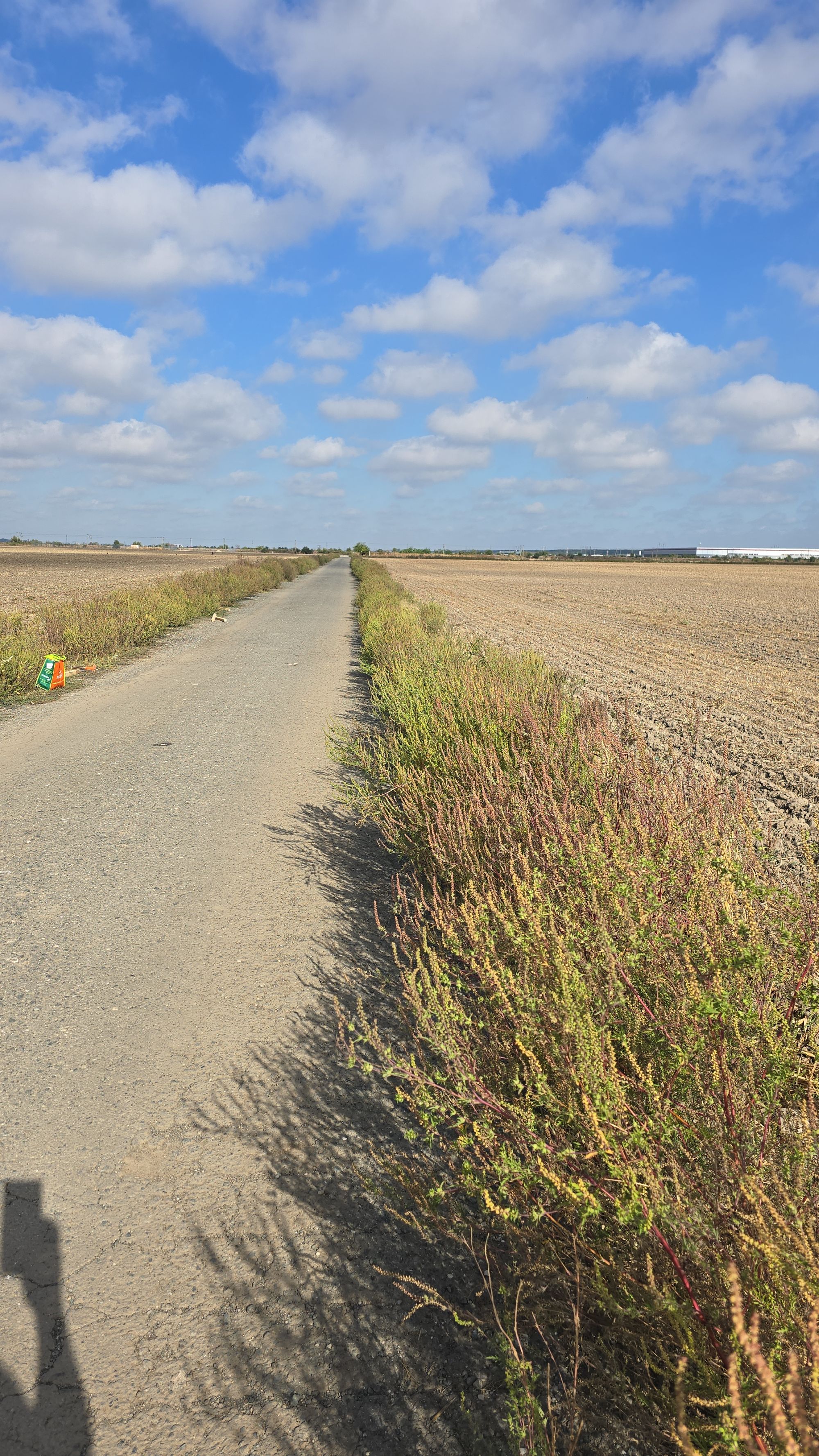 Ambrozie in Strada Ciocârliei 105, Domnești, Comuna Domnești, Județul Ilfov - IMG-20250923-WA0003.jpeg