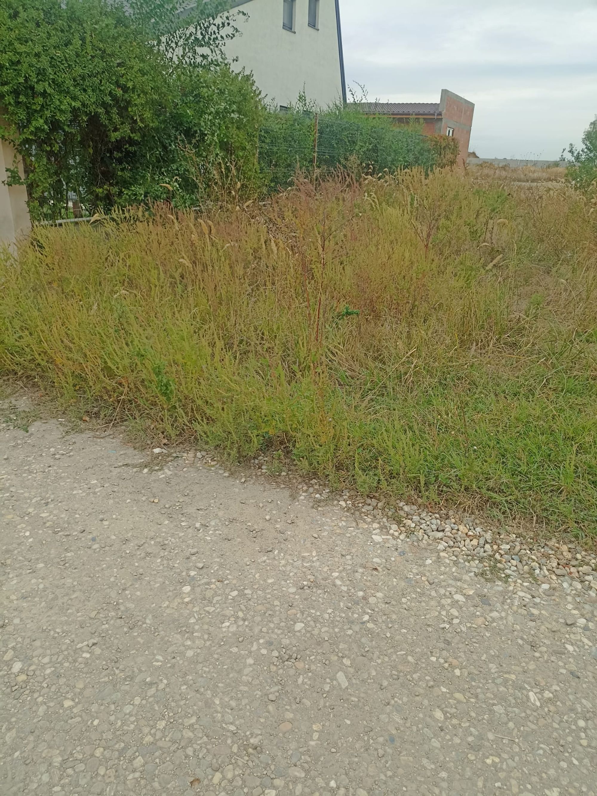 Ambrozie in Țegheș, Comuna Domnești, Județul Ilfov