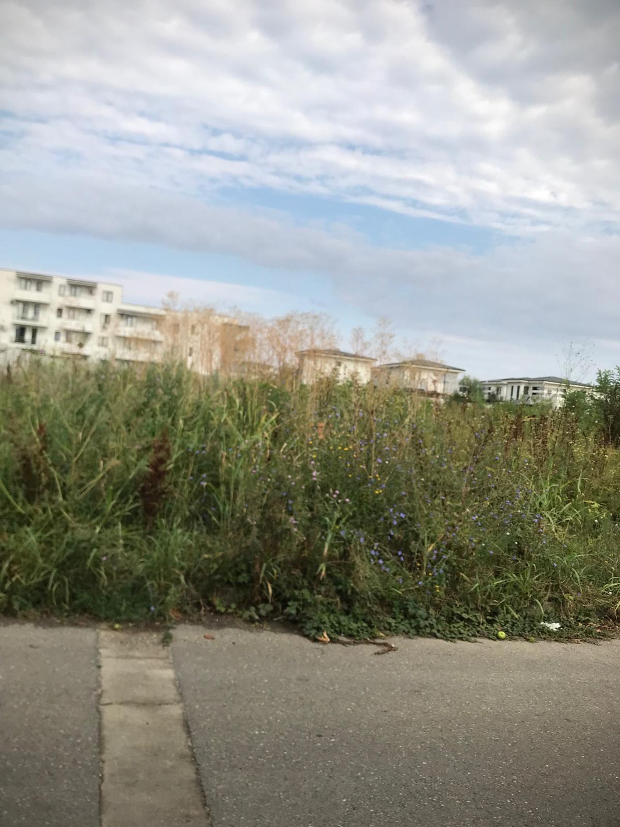 Ambrozie in Strada Paris 11, Tunari, Comuna Tunari, Județul Ilfov - IMG-20250729-WA0003.jpg