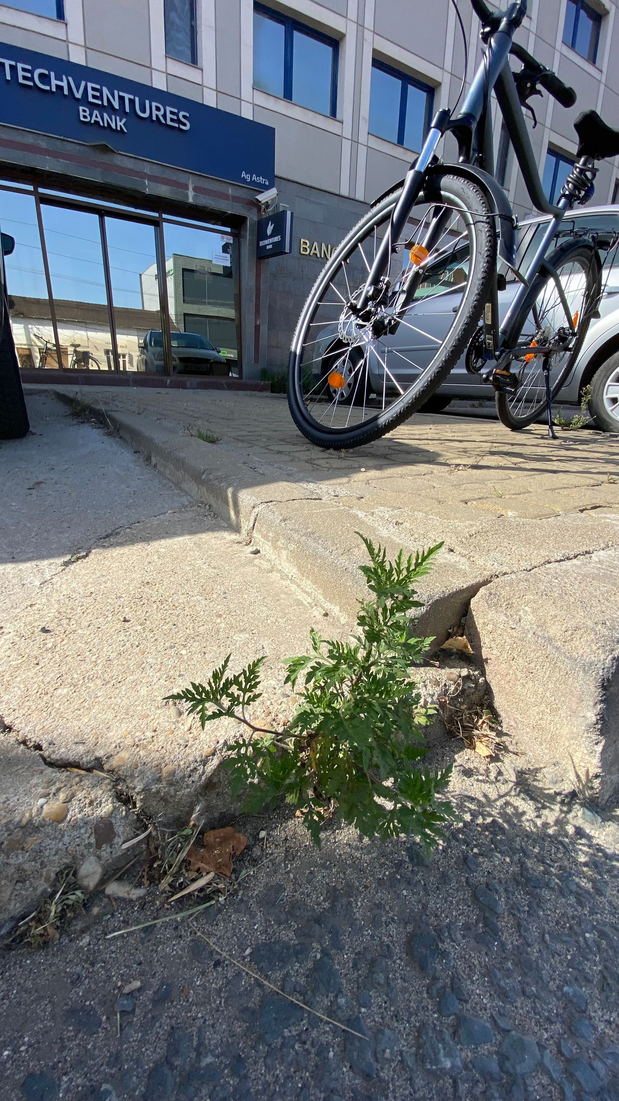 Ambrozie in Strada Petru Rareș 14, Arad, Municipiu Arad, Județul Arad - IMG_8398.jpeg