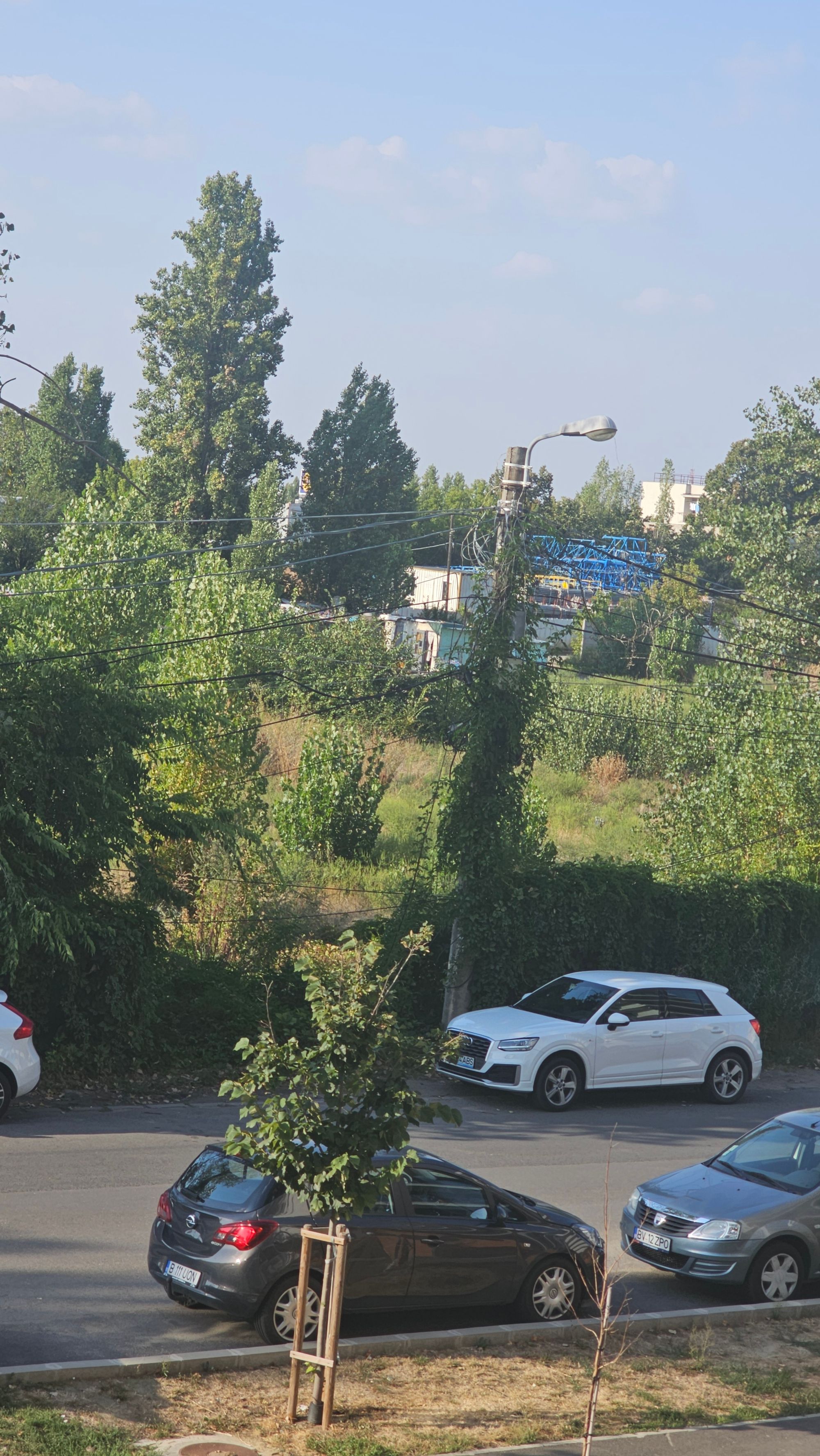 Ambrozie in Intrarea Străulești 17, București, Municipiul București - 20250902_173535.jpg