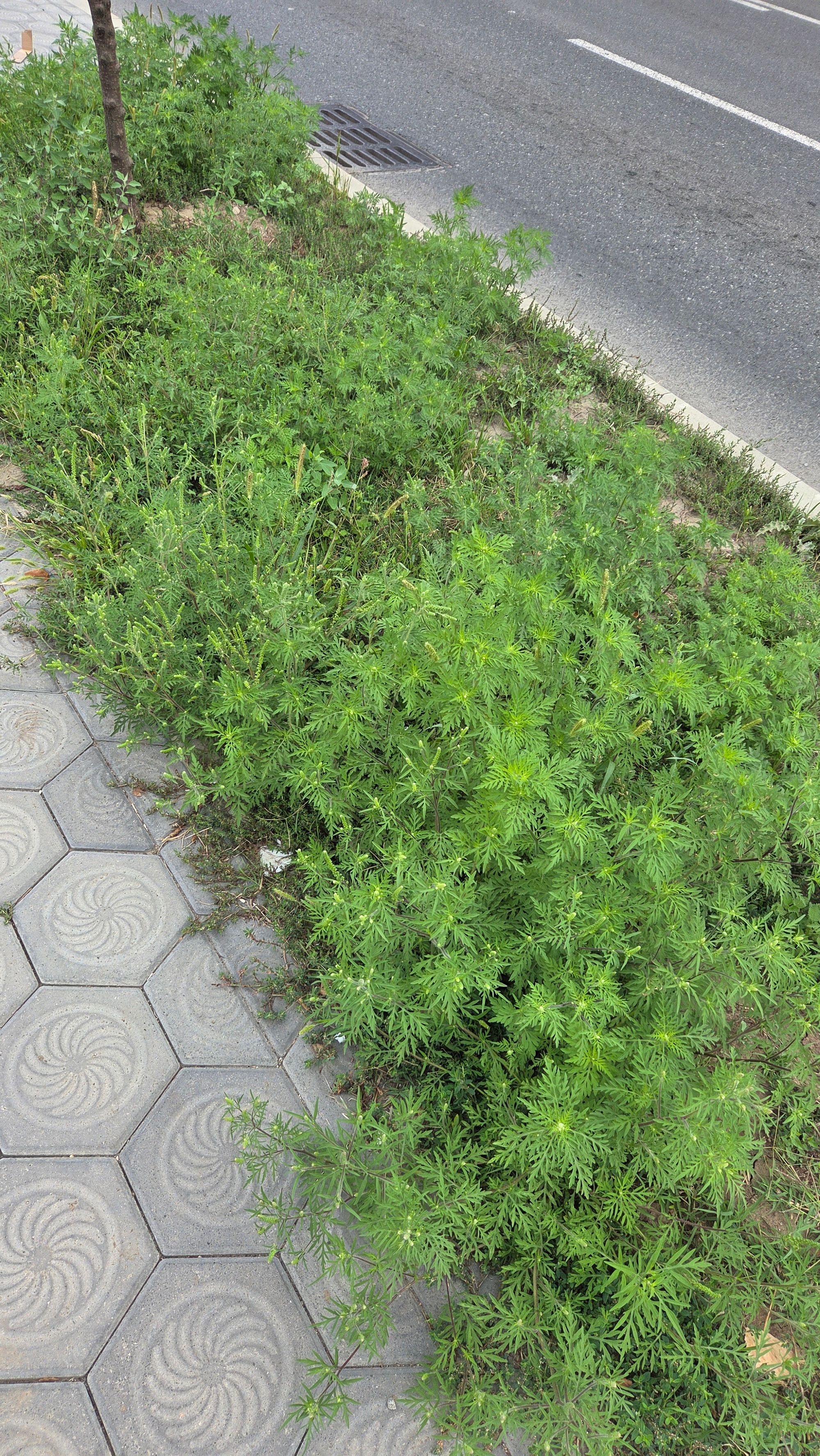 Ambrozie marcată de Alexandru Lungu în Bulevardul Poitiers 13, Iași, Municipiu Iași, Județul Iași