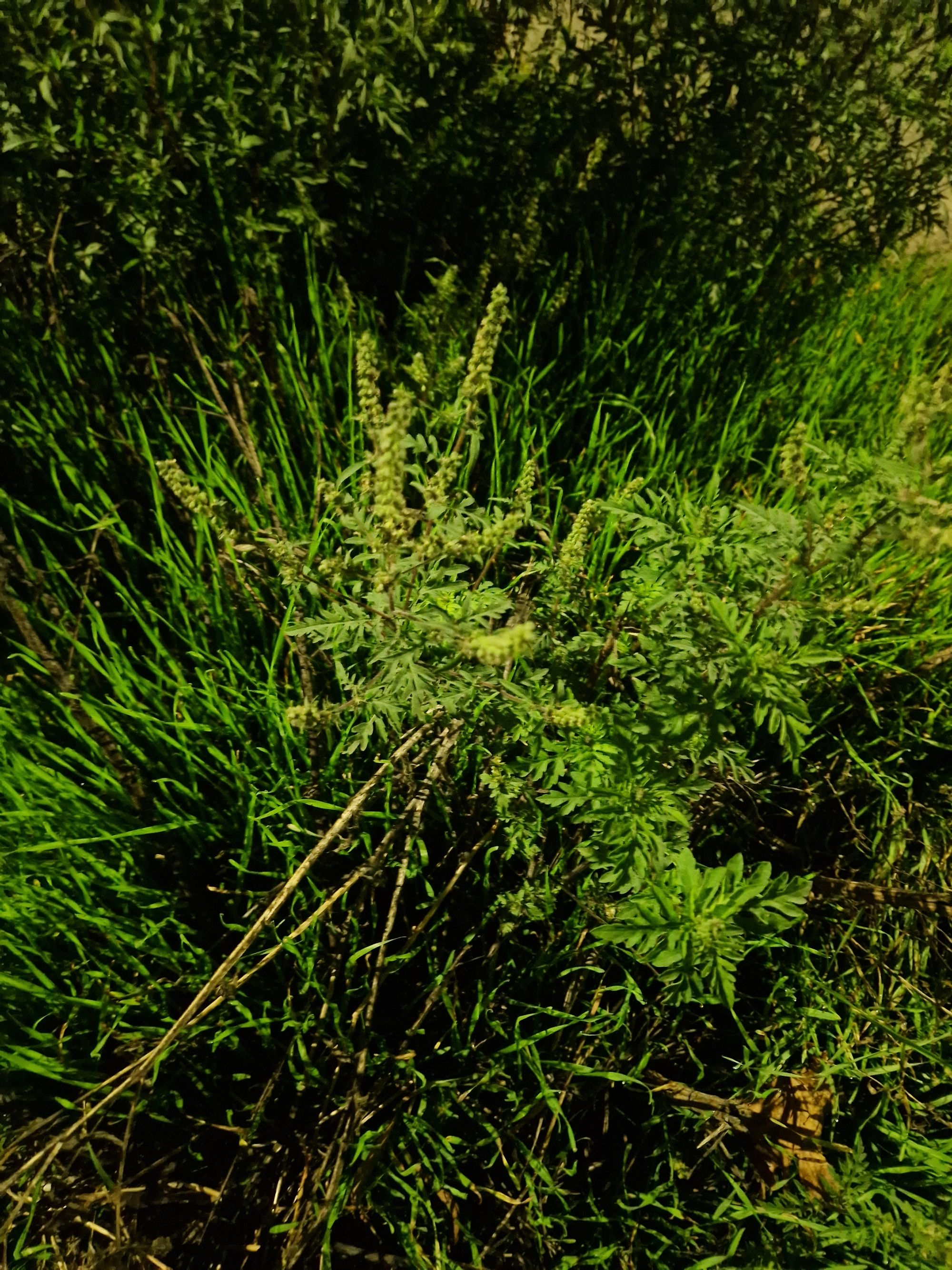 Ambrozie in Strada Alexandru Vlahuță 101, Brăila, Municipiu Brăila, Județul Brăila - 20251028_191444.jpg