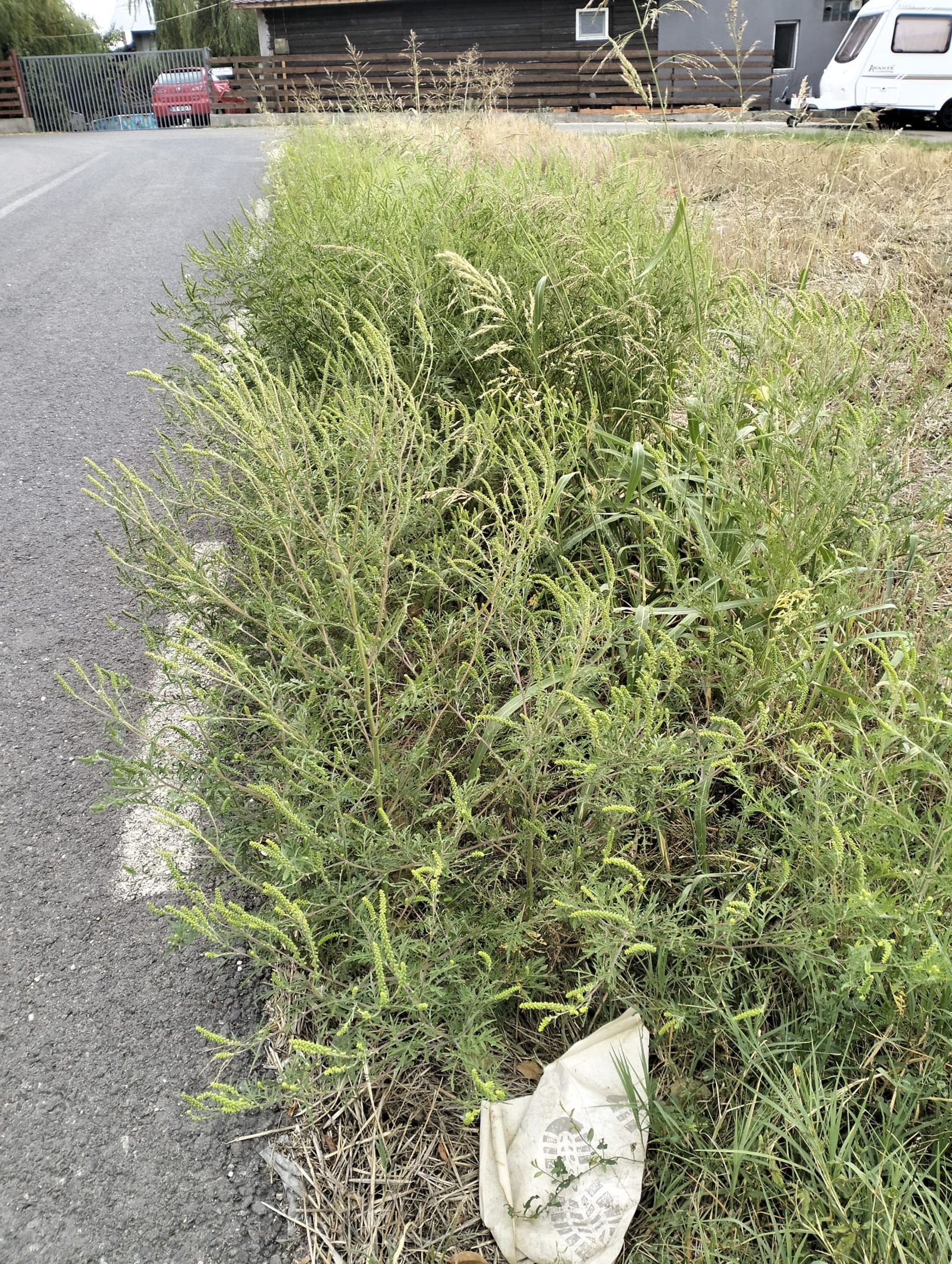 Ambrozie in DC54 6, Căscioarele, Comuna Ulmi, Județul Giurgiu - b5c463e3-78f8-461e-81a5-c8253331a40d.jpeg