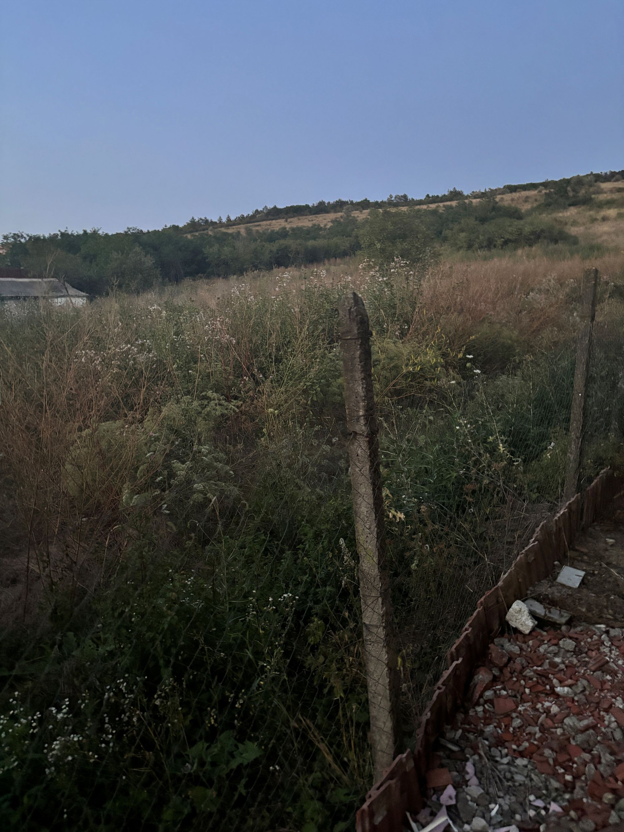 Ambrozie in Strada Șoimilor 24, Rediu, Comuna Rediu, Județul Iași