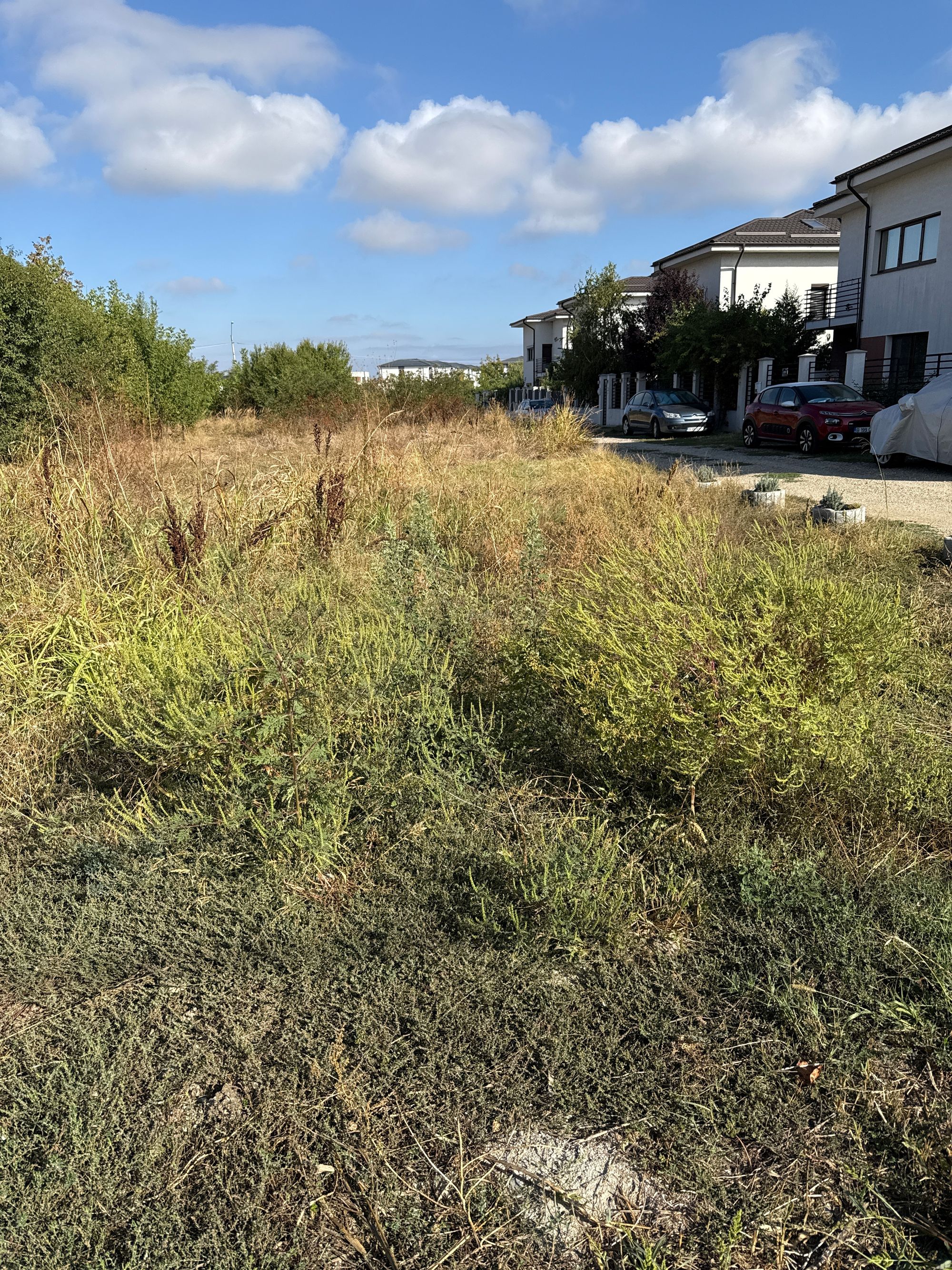 Ambrozie in Strada Ceair 61, Tunari, Comuna Tunari, Județul Ilfov - image.jpg