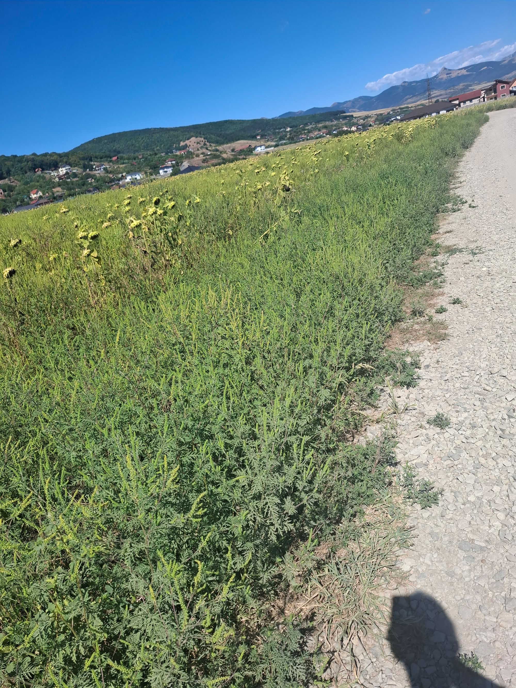 Ambrozie in Strada Viadana 11A, Alba Iulia, Municipiu Alba Iulia, Județul Alba