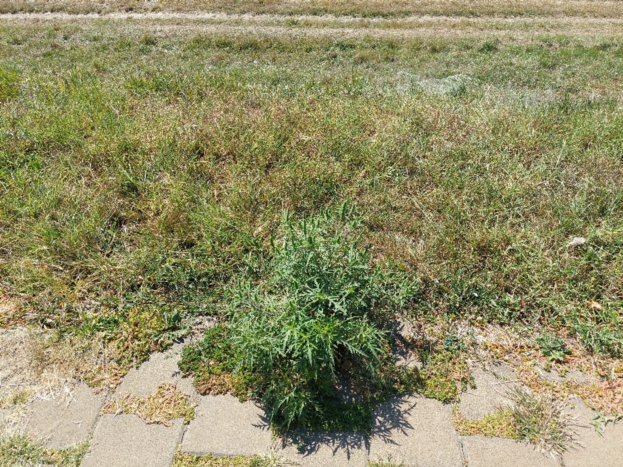 Ambrozie in Aleea Mușatini 3, Iași, Municipiu Iaşi, Județul Iași - 1000079542.jpg