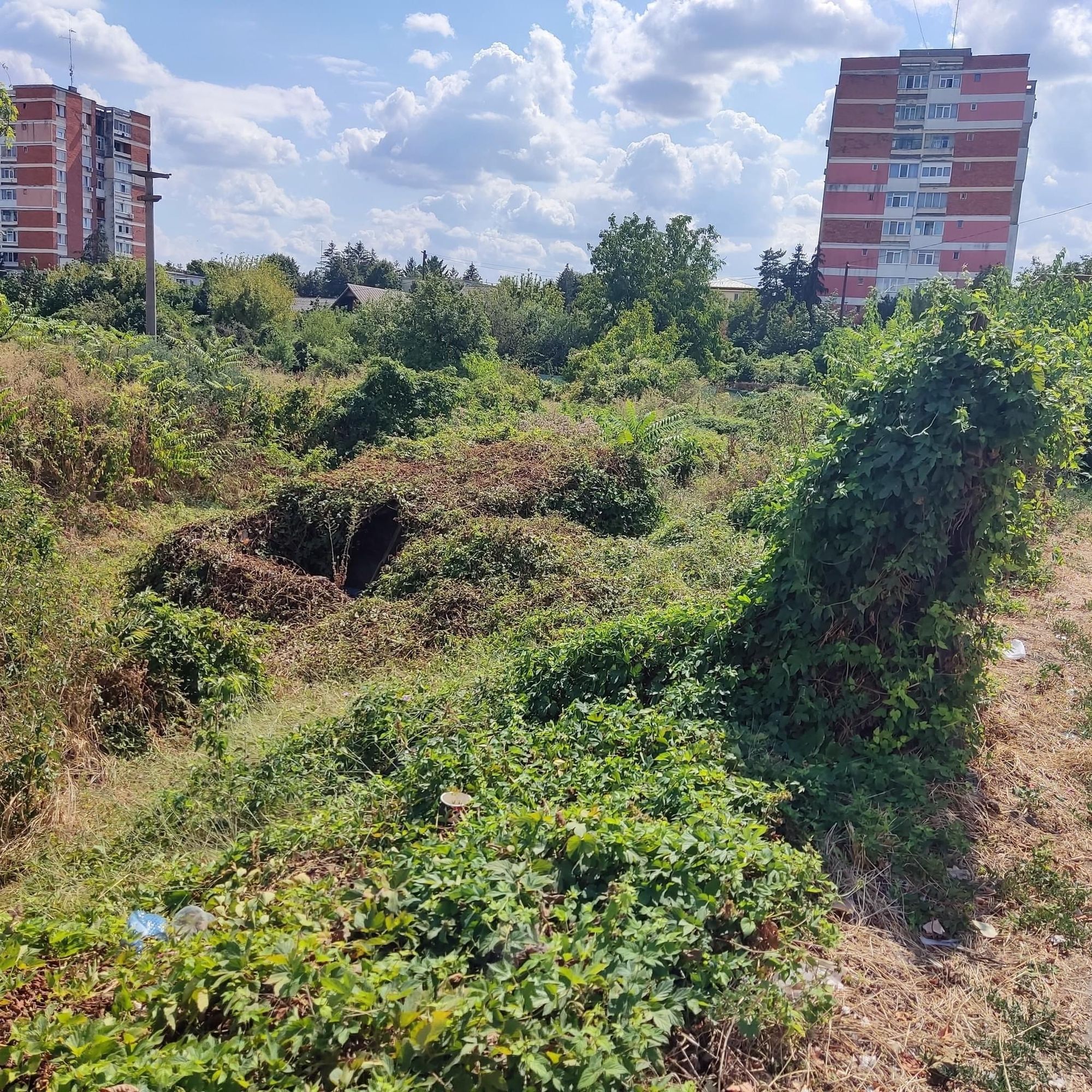 Ambrozie in Strada Depozitelor 4, Pitești, Municipiu Piteşti, Județul Argeș - 3C3ED7FE-5A1C-4D8F-B301-73DD5CA28689.jpeg