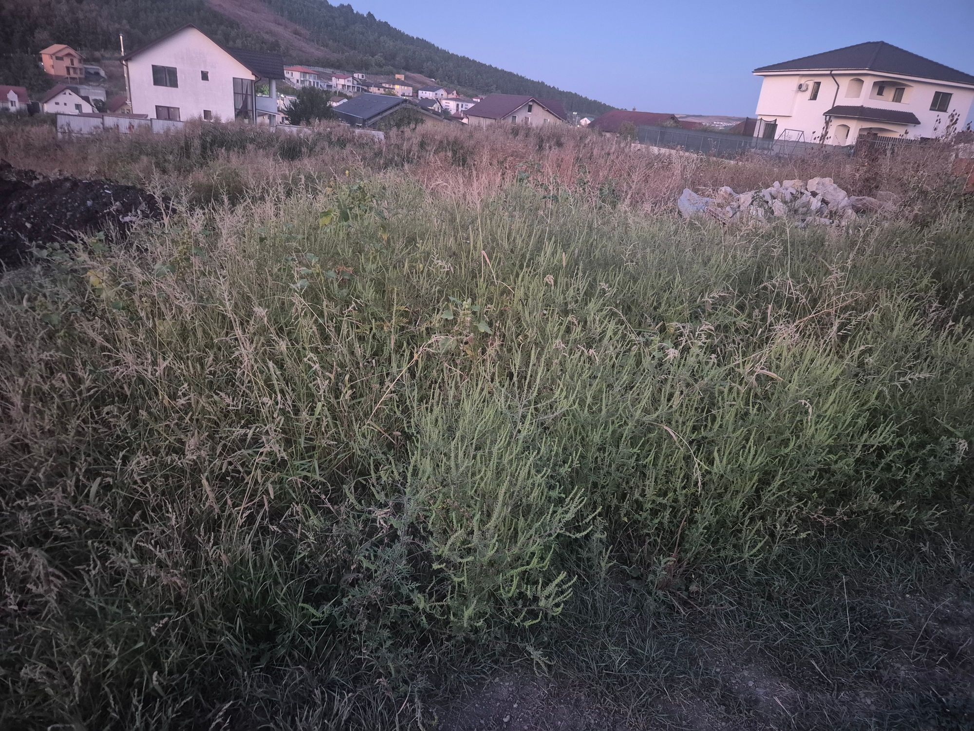 Ambrozie in Strada Ghiocelului 38, Câmpenești, Comuna Apahida, Județul Cluj - 1000052625.jpg
