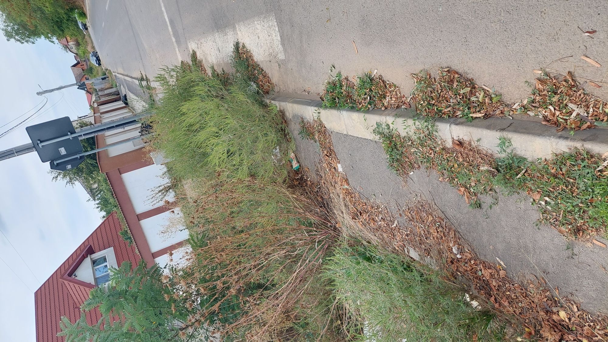 Ambrozie in Strada Timpului 30, Popești-Leordeni, Oraş Popeşti Leordeni, Județul Ilfov - inbound6816649283362250414.jpg