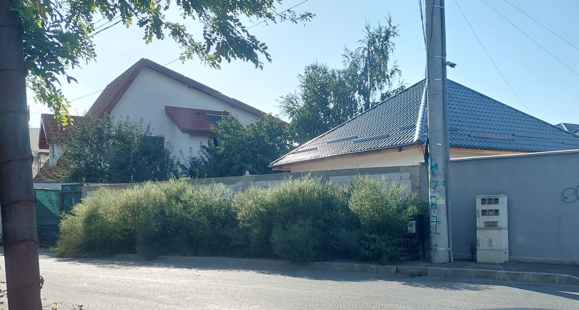 Ambrozie in Strada Răsăritului 11, Popești-Leordeni, Oraş Popeşti Leordeni, Județul Ilfov