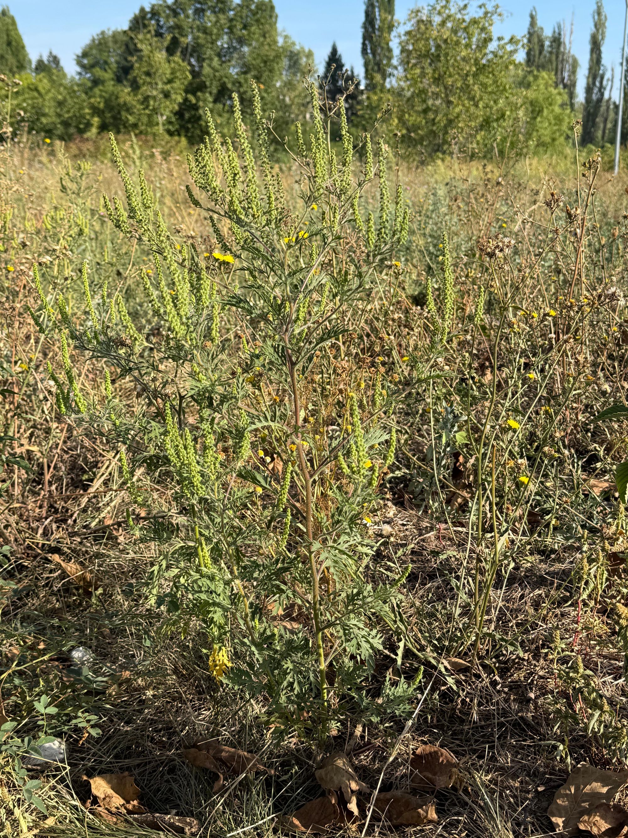 Ambrozie in Brightside Avenue 69, București, Municipiul București - 12b55dbb-e02d-4c49-a714-2a2f1bcec1dd.jpeg