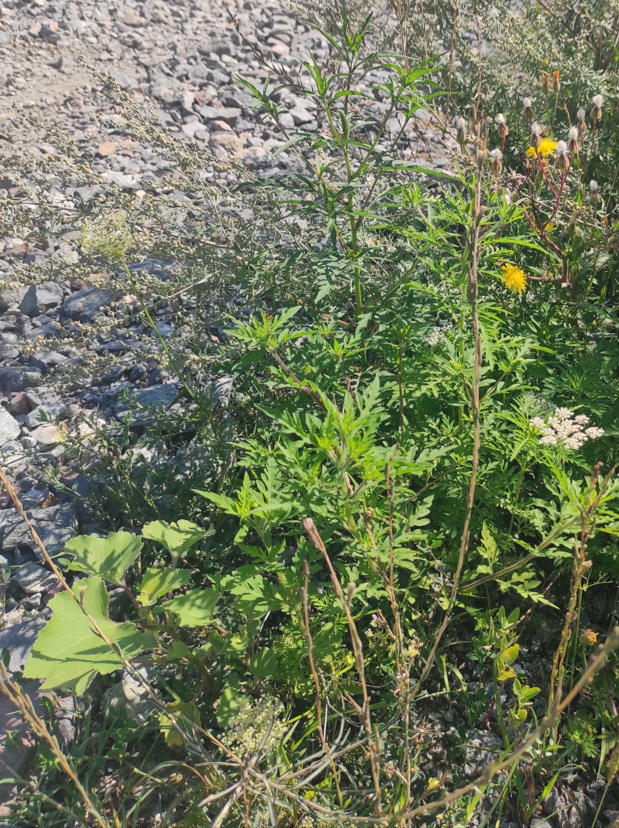 Ambrozie in Câmpenești, Comuna Apahida, Județul Cluj - inbound6828817377849874463.jpg