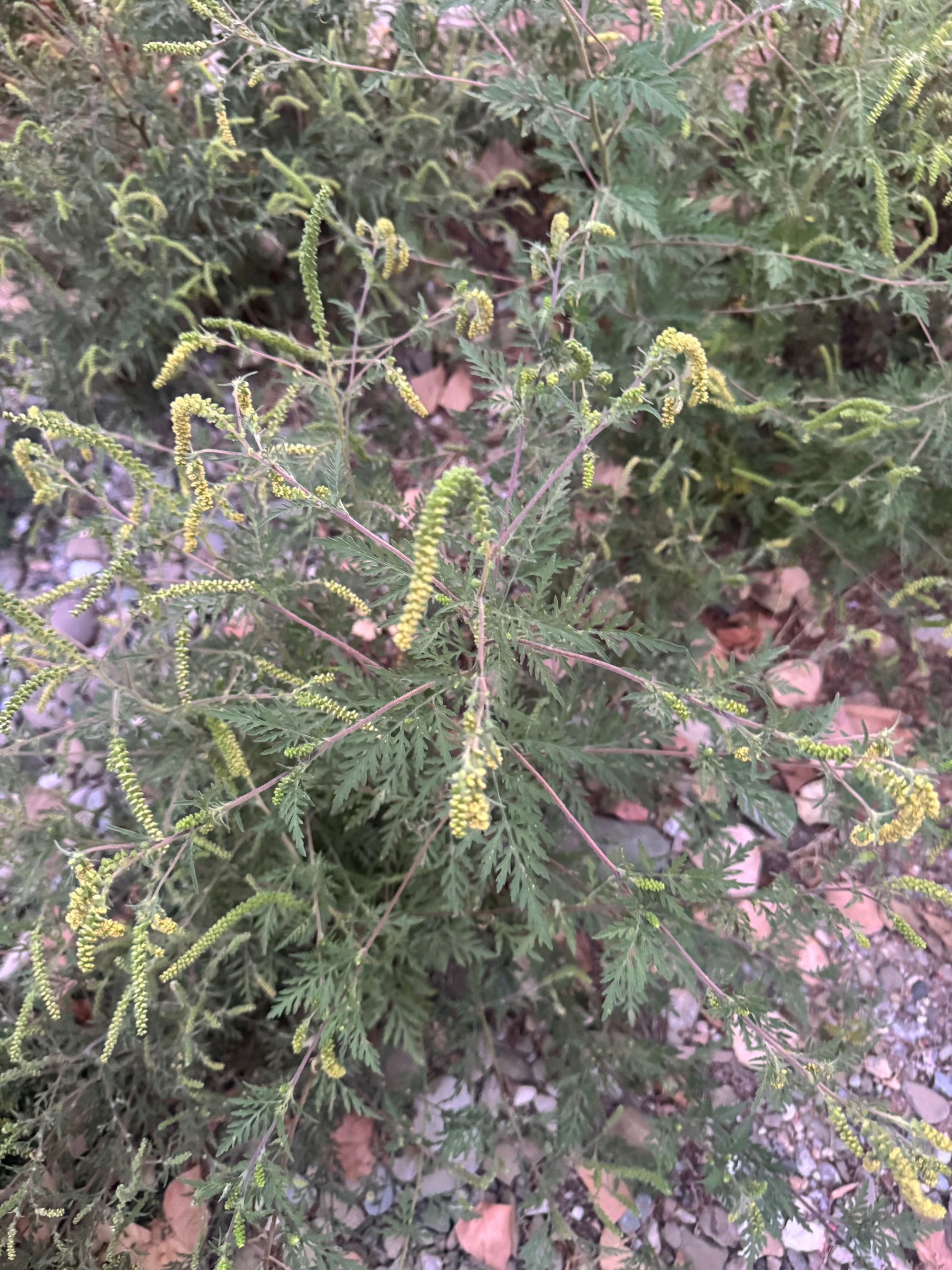 Ambrozie in Strada Izvor 86, București, Municipiul București - IMG_6588.jpeg