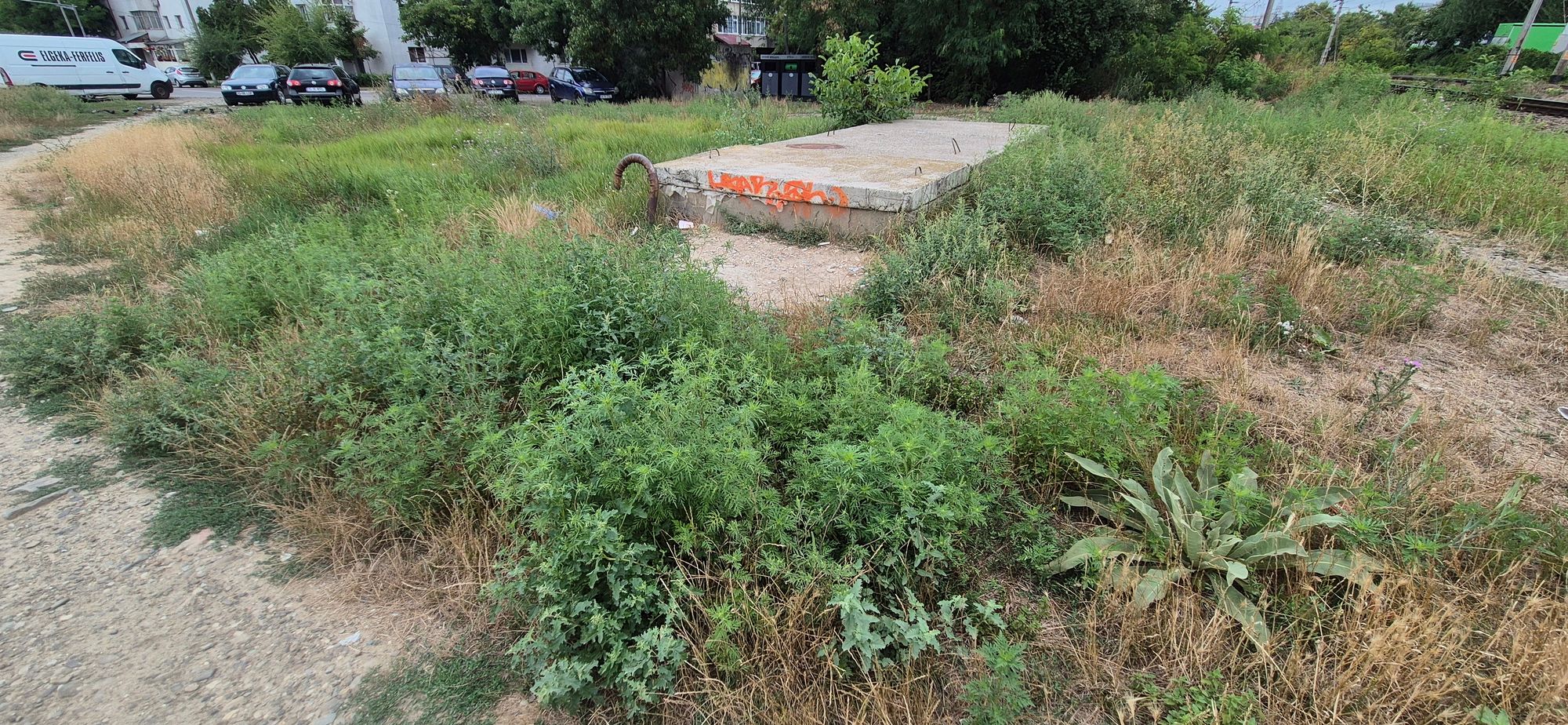 Ambrozie in Bulevardul Regele Mihai I al României, Iași, Municipiu Iași, Județul Iași