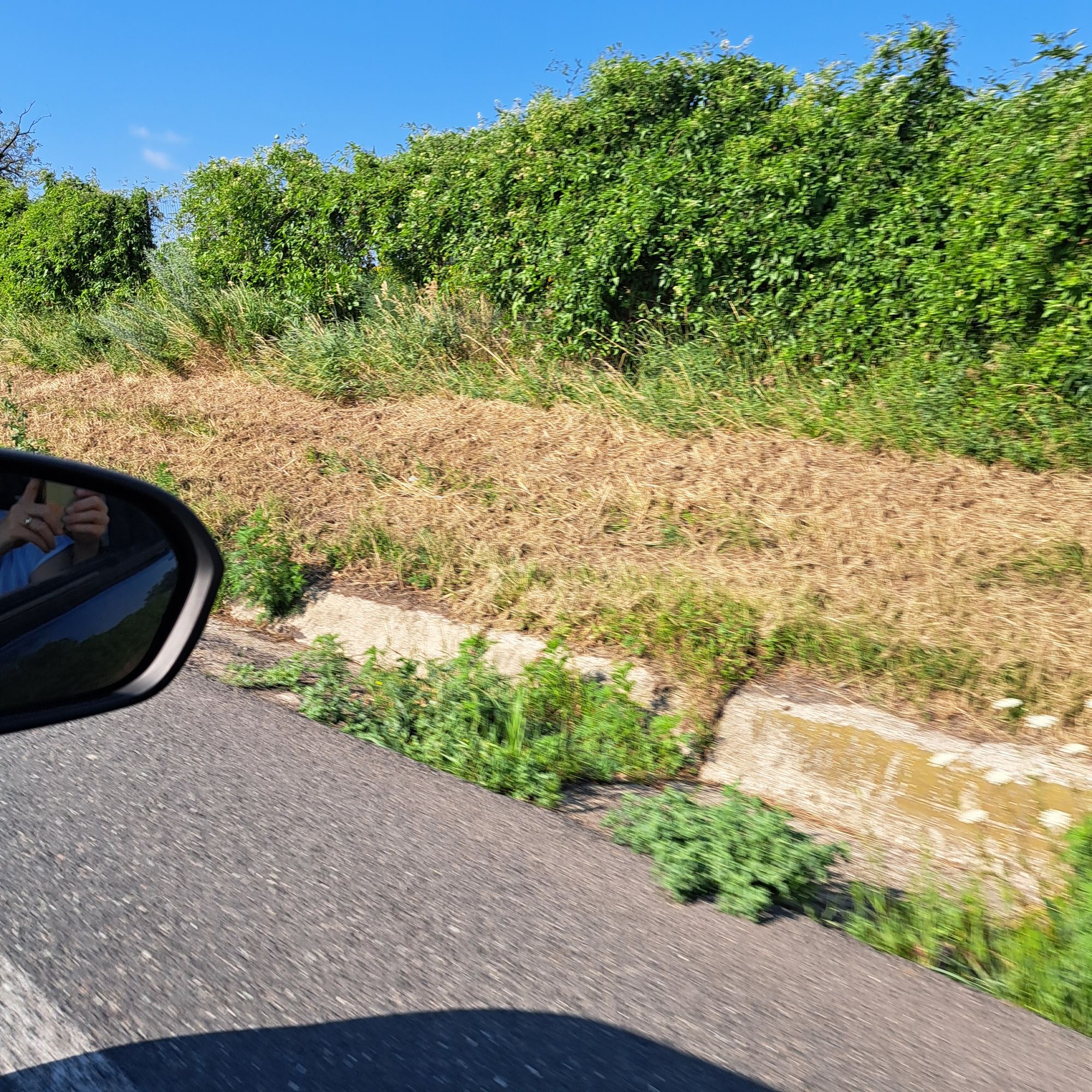 Ambrozie in Strada Principală 16, Iași, Comuna Strunga, Județul Iași - 20260715_091755.jpg