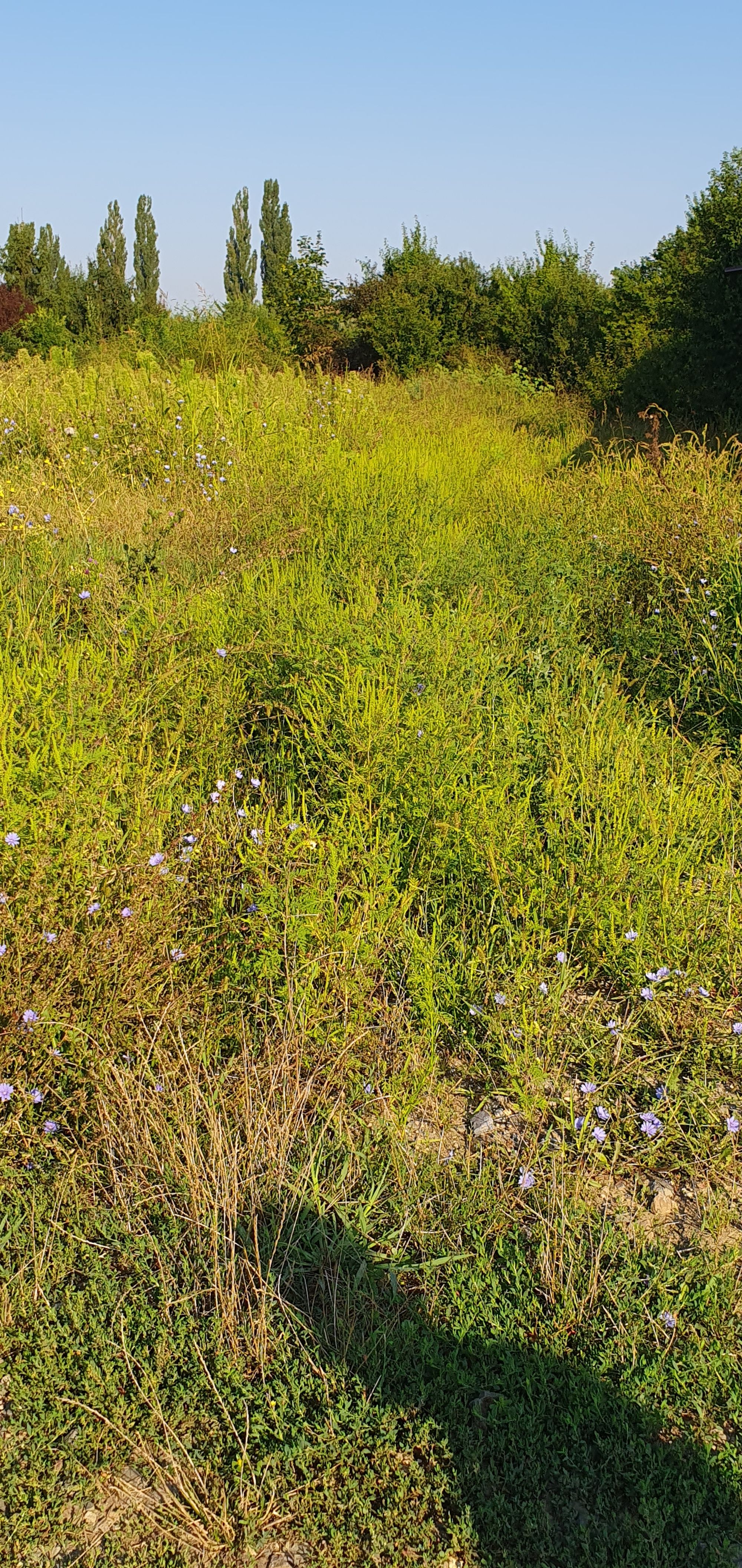 Ambrozie in Strada Iuliu Podlipny 28, Timișoara, Municipiu Timişoara, Județul Timiș - inbound3289921696891305808.jpg