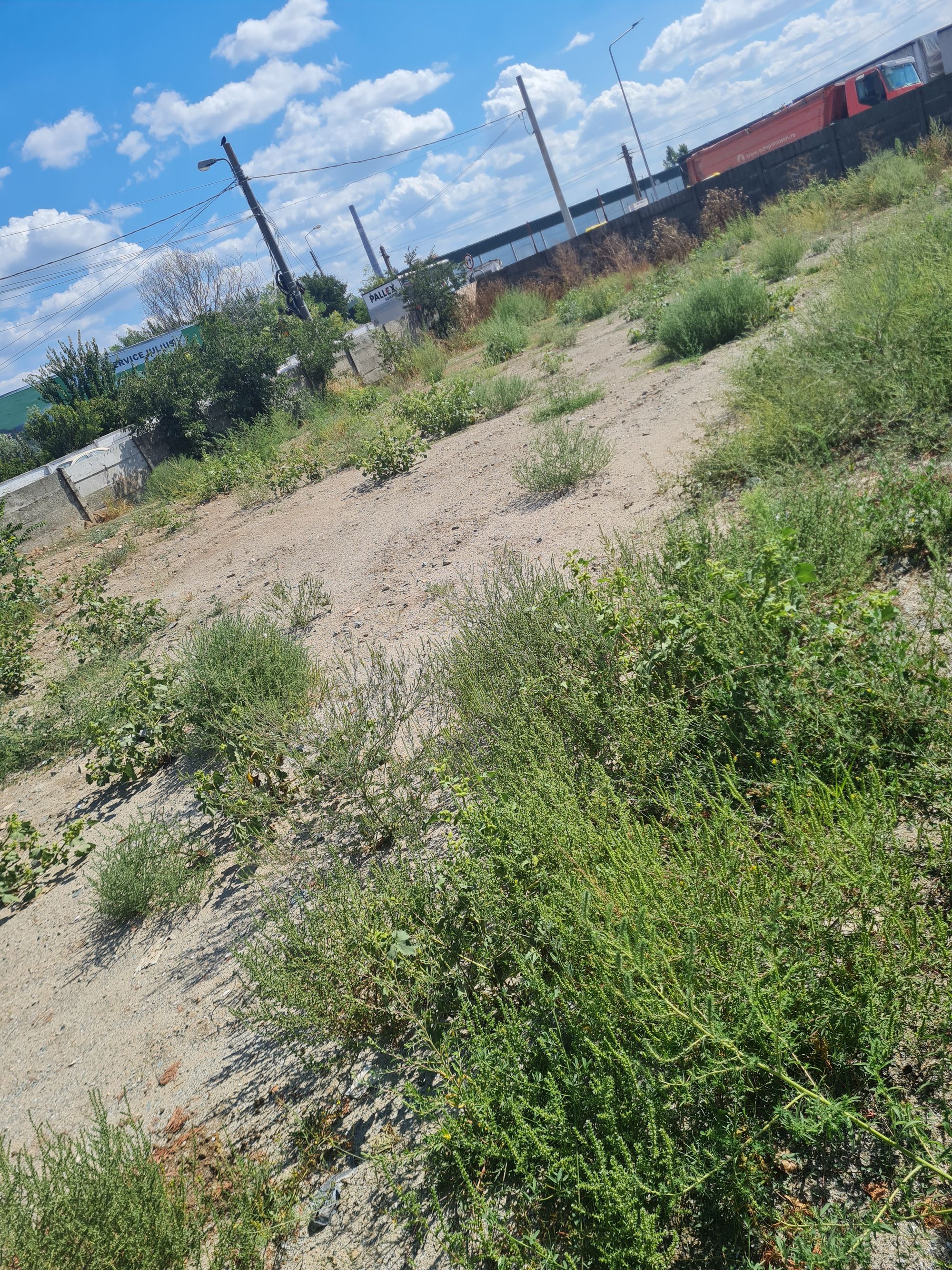 Ambrozie in Constanța, Municipiul Constanța, Județul Constanța