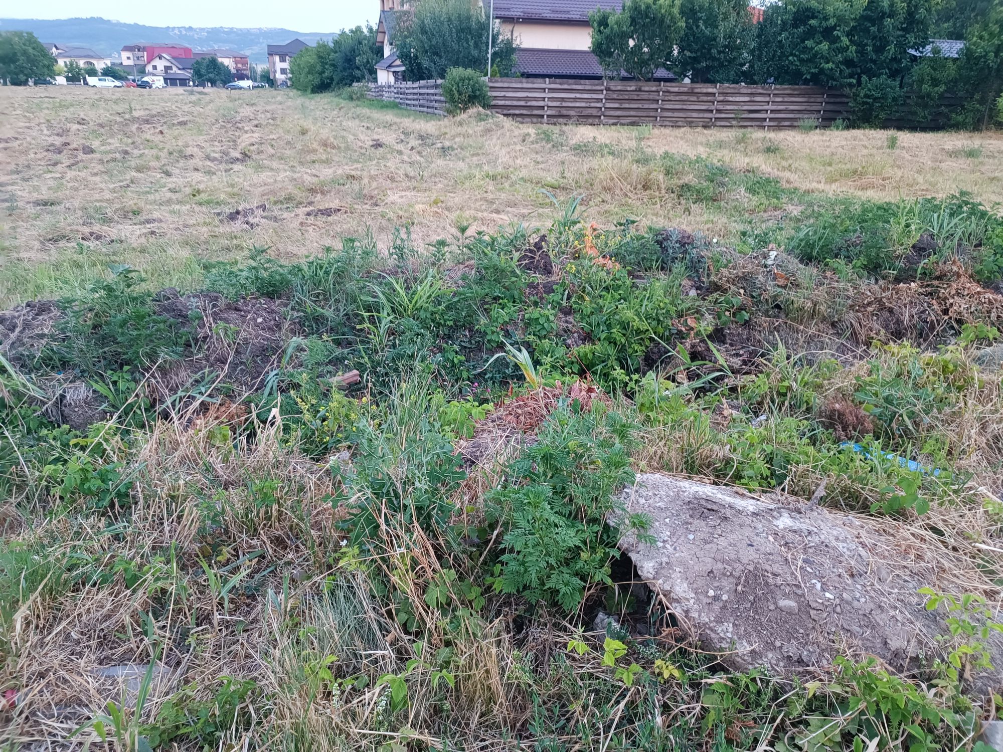 Ambrozie in Strada Mestecanis 22, Valea Lupului, Comuna Valea Lupului, Județul Iași - inbound5630418858383345647.jpg