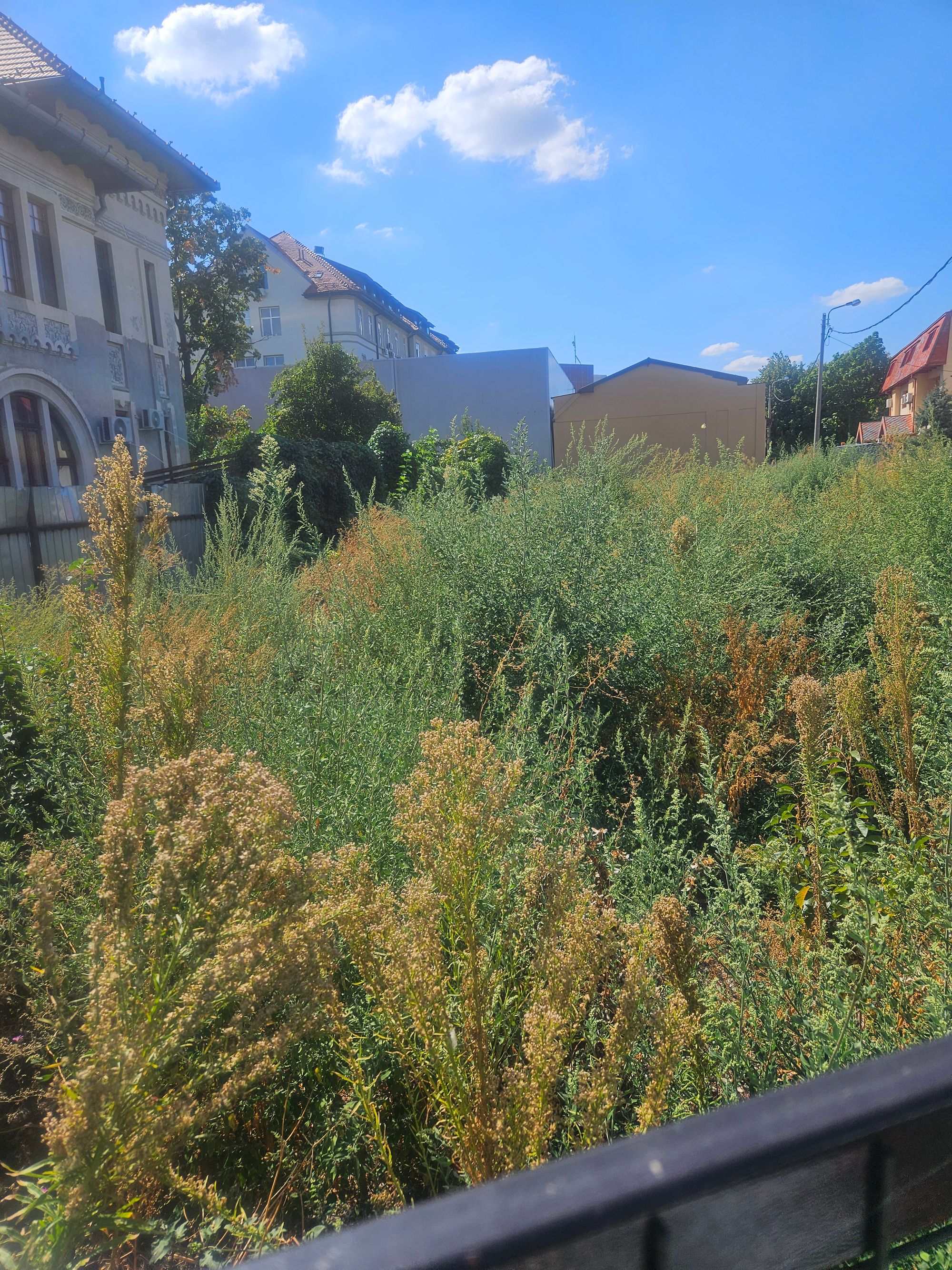 Ambrozie in Strada Agricultori 32, Buciumeni, Oraş Buftea, Județul Ilfov