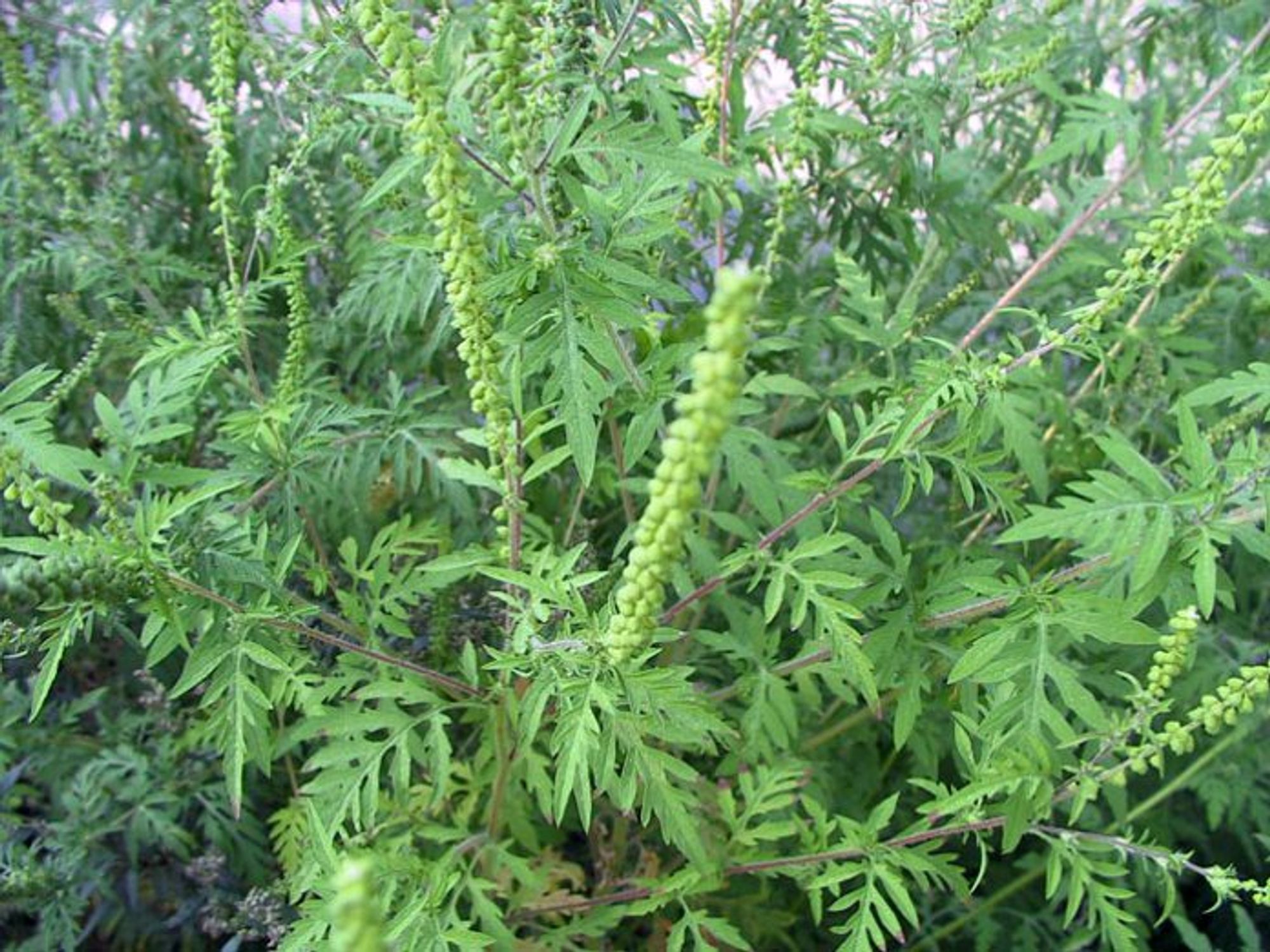 Ambrozie in Strada Învăţător Tobescu 105, Comani, Oraş Drăgăneşti-olt, Județul Olt - inbound2497423994659676021.jpg