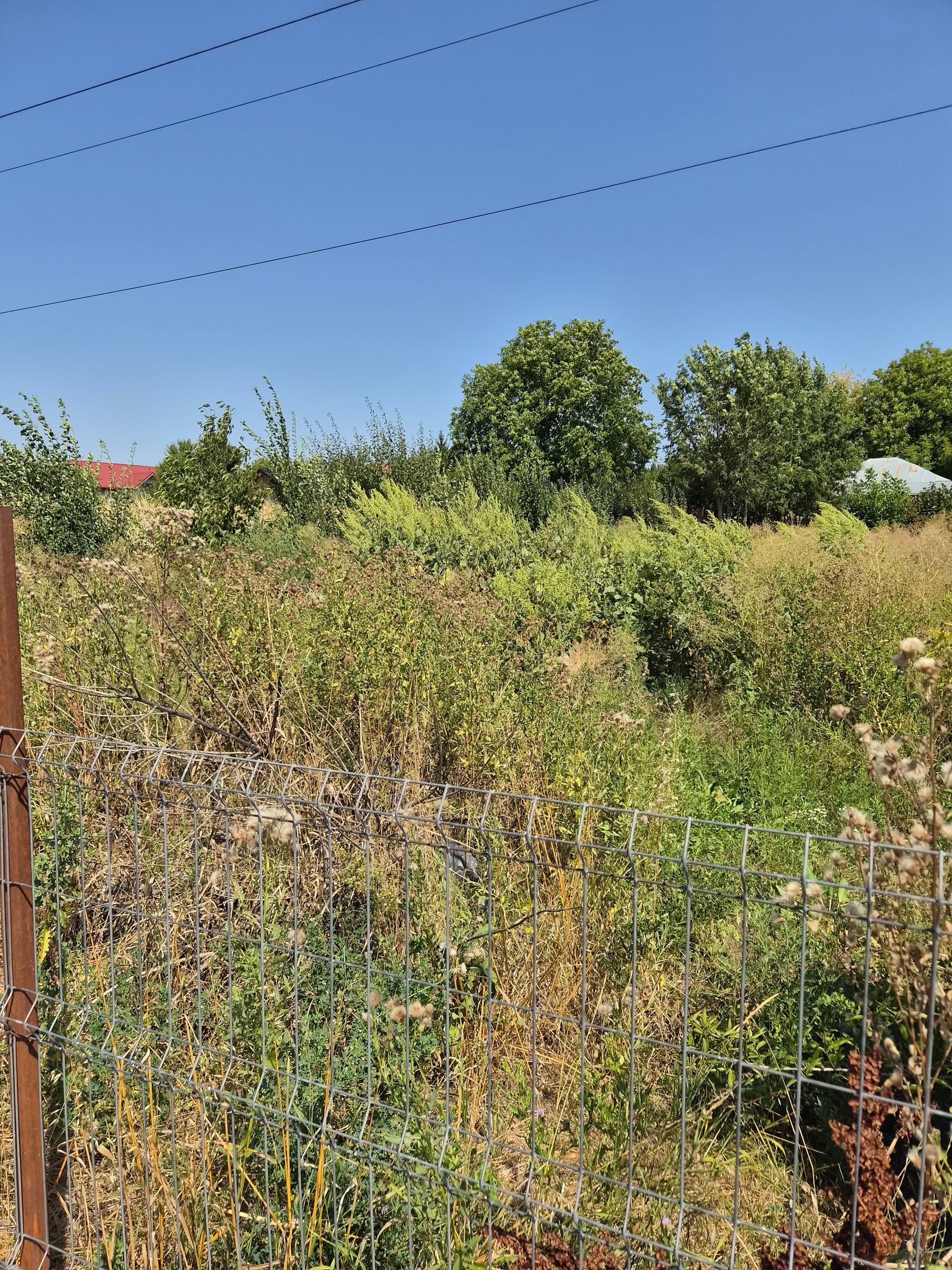 Ambrozie in DN15D 16, Mărășeni, Comuna Ștefan Cel Mare, Județul Vaslui