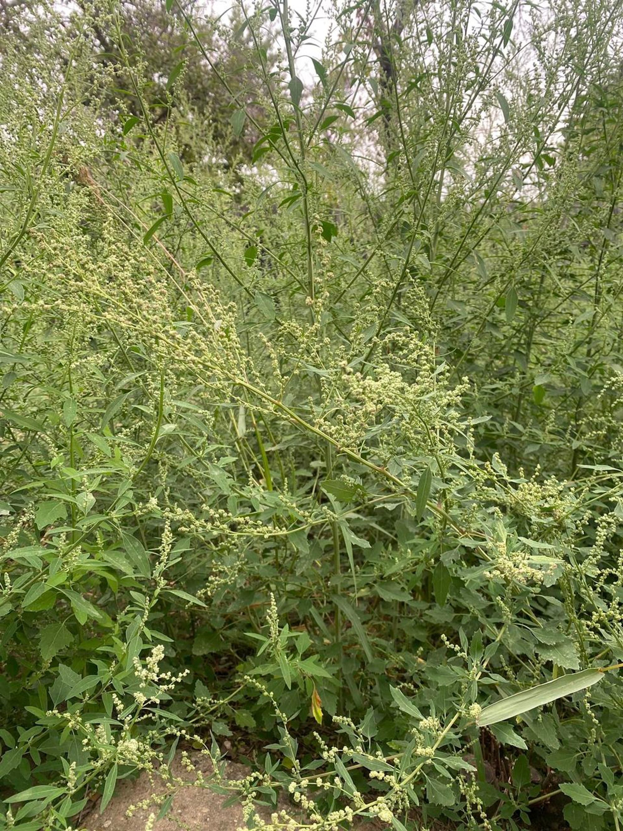 Ambrozie in Stradela Moara de Vânt 83, Iași, Municipiu Iaşi, Județul Iași - bdba1766-66bb-45a6-b8fd-821648a4d543.jpeg