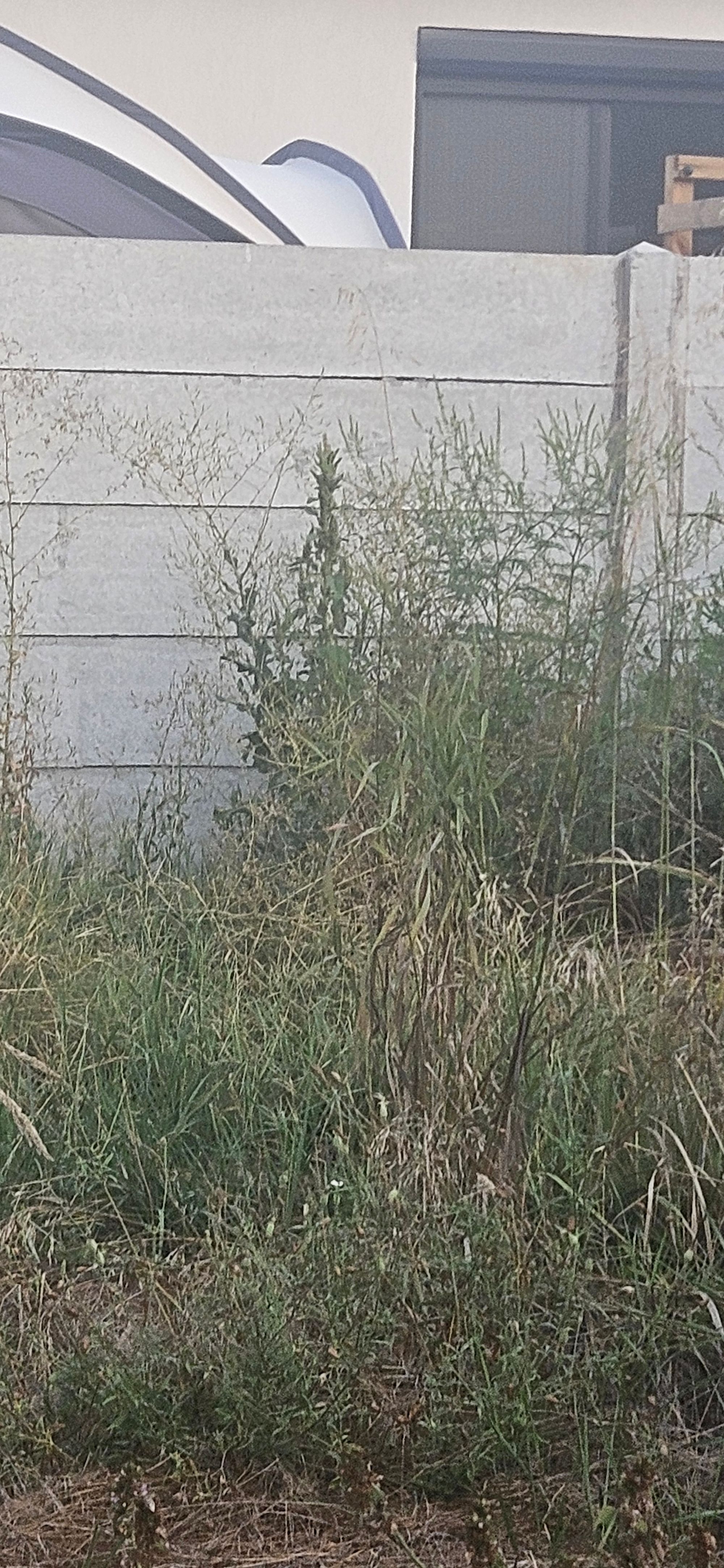 Ambrozie in Drumul Târgului 39, Domnești, Comuna Domnești, Județul Ilfov