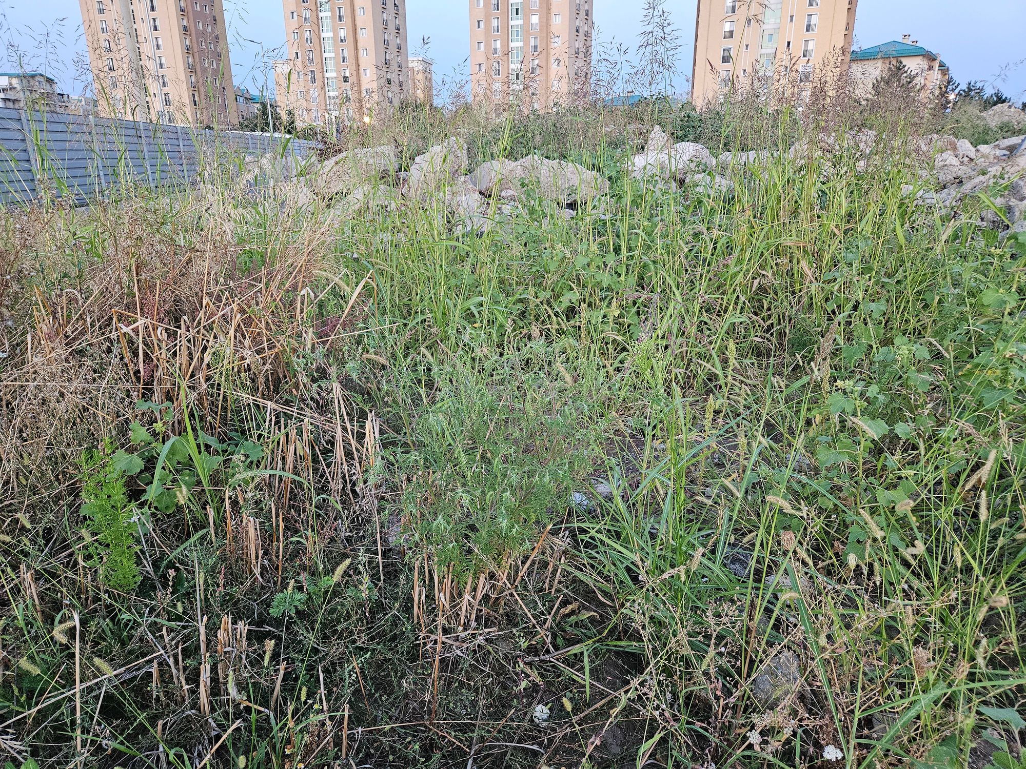 Ambrozie in Ștefăneștii de Jos, Comuna Ștefăneștii de Jos, Județul Ilfov - inbound8577281754123098040.jpg