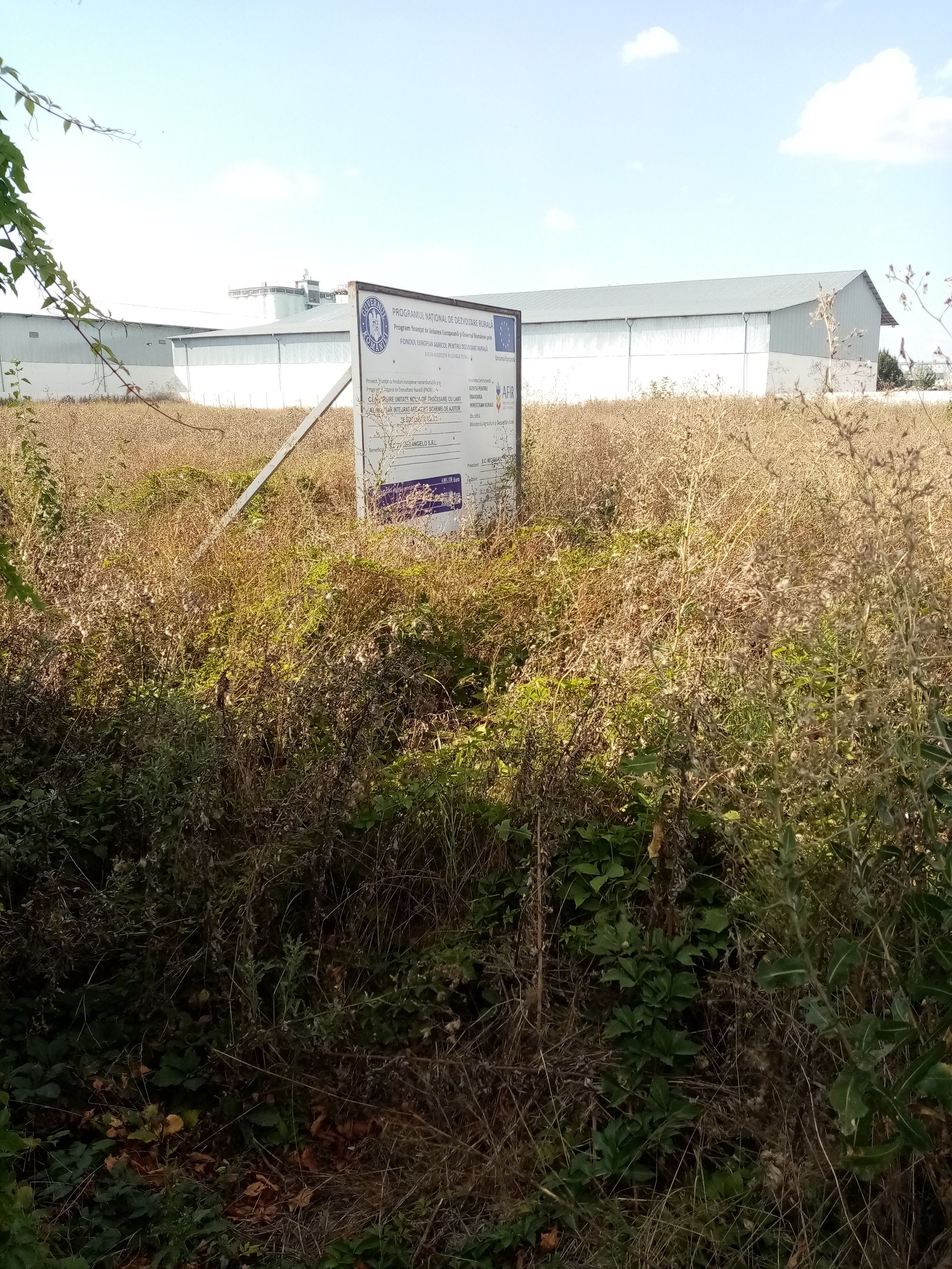 Ambrozie in Lumina, Comuna Lumina, Județul Constanța - IMG_20230901_155123.jpg