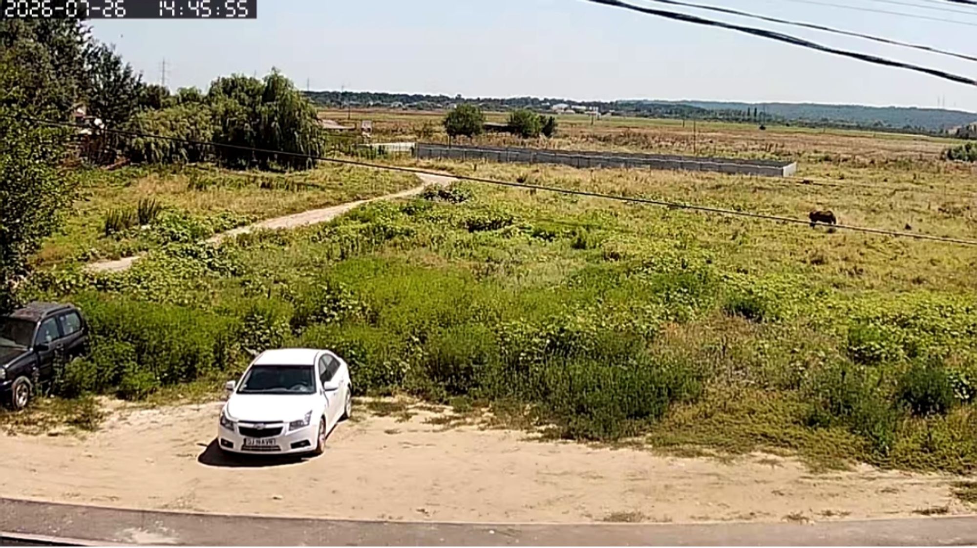 Ambrozie marcată de MaRy Coanda în Strada Poligonului 150, Craiova, Municipiu Craiova, Județul Dolj