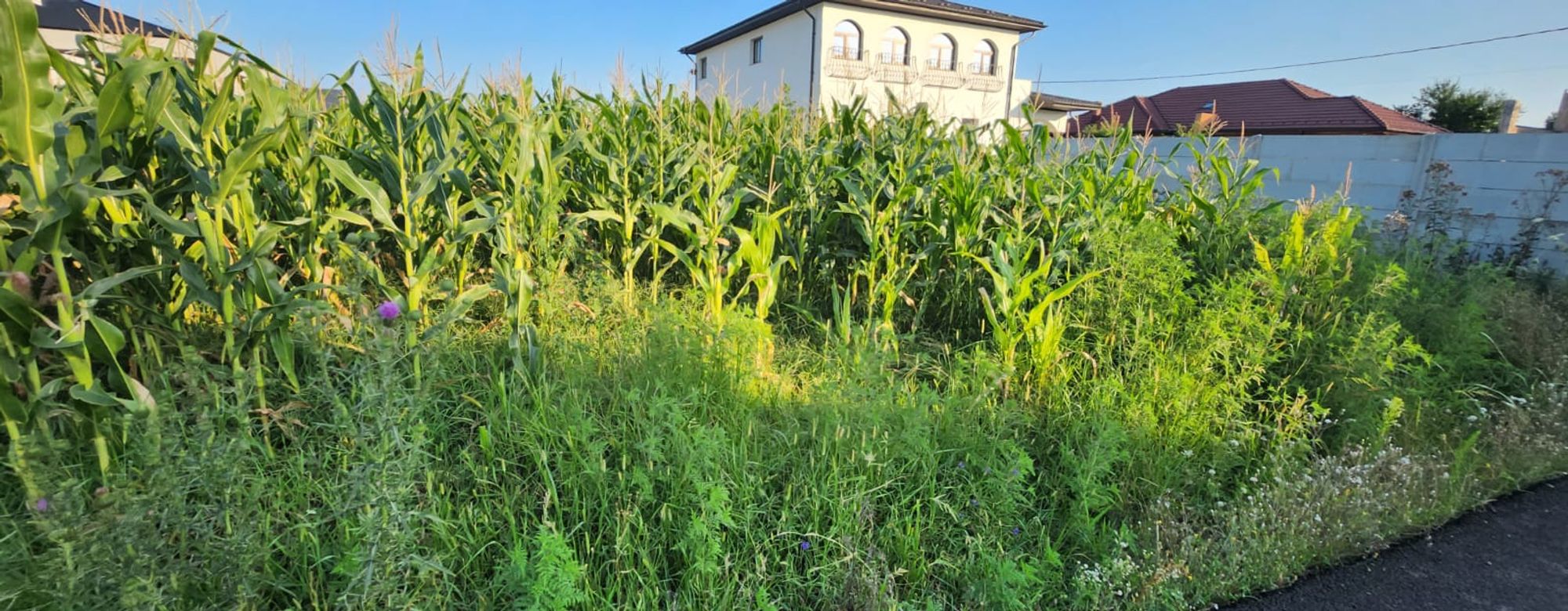 Ambrozie in Strejnicu, Targsoru Vechi, Prahova - 74f9a20e-aeec-435d-a500-696f3bc96610.JPG